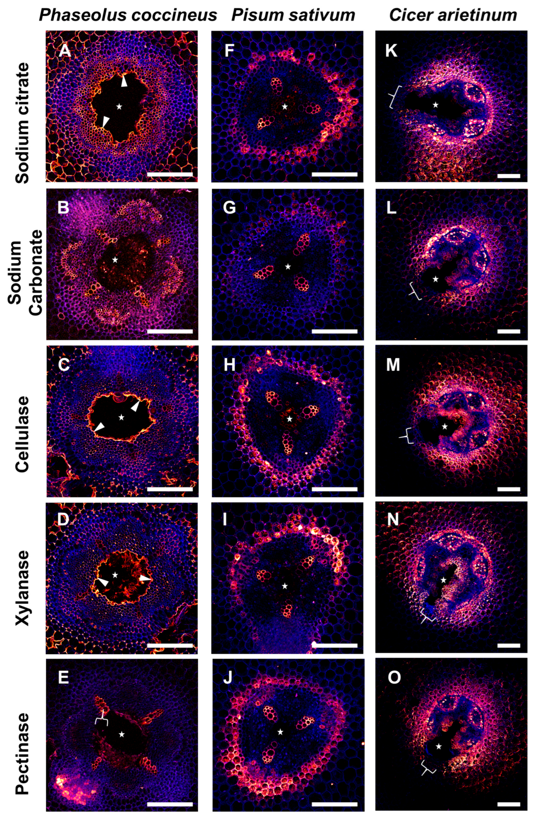 Plants 14 02620 g006