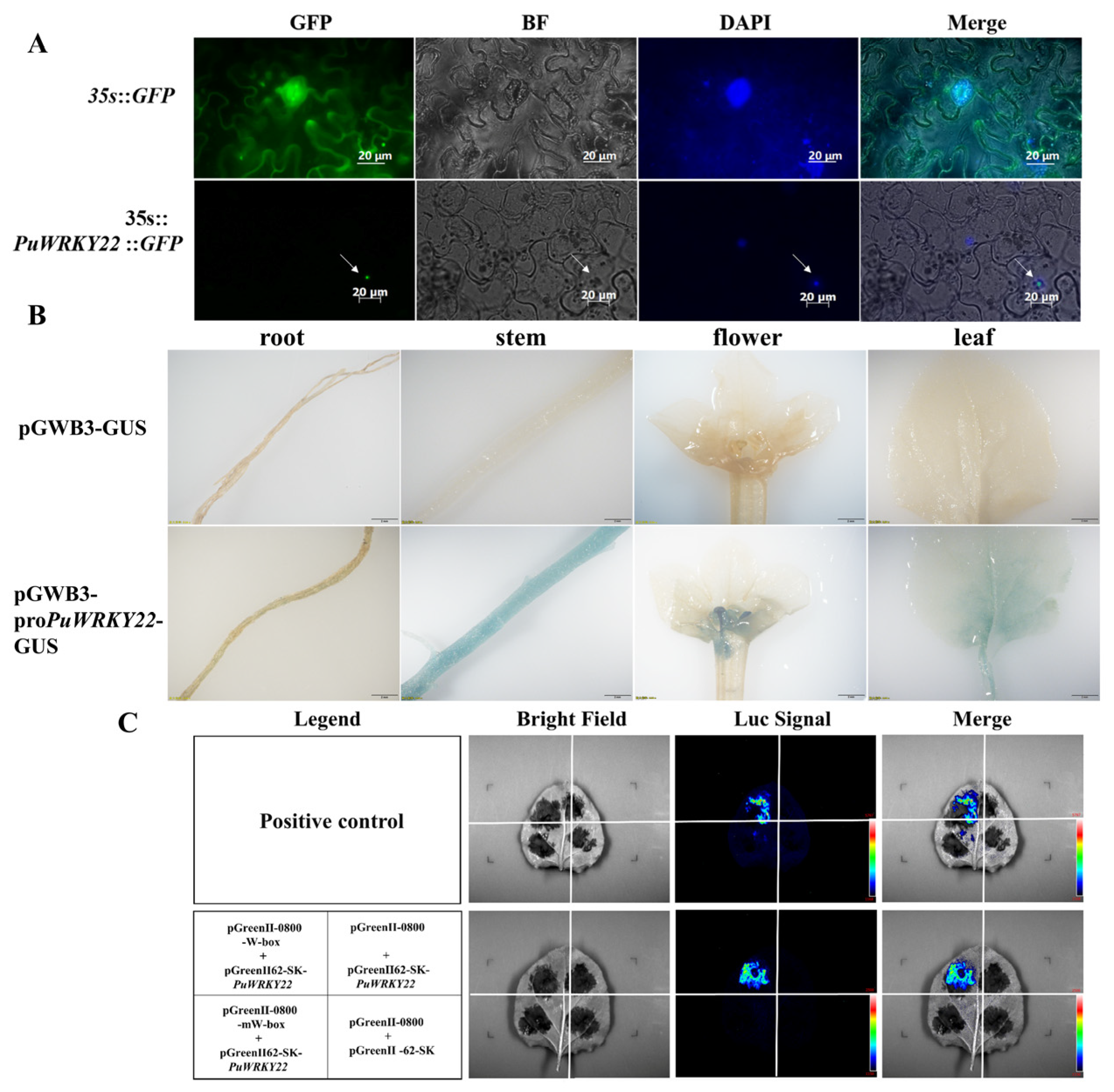 Plants 14 02621 g001 Plants 14 02621 g001