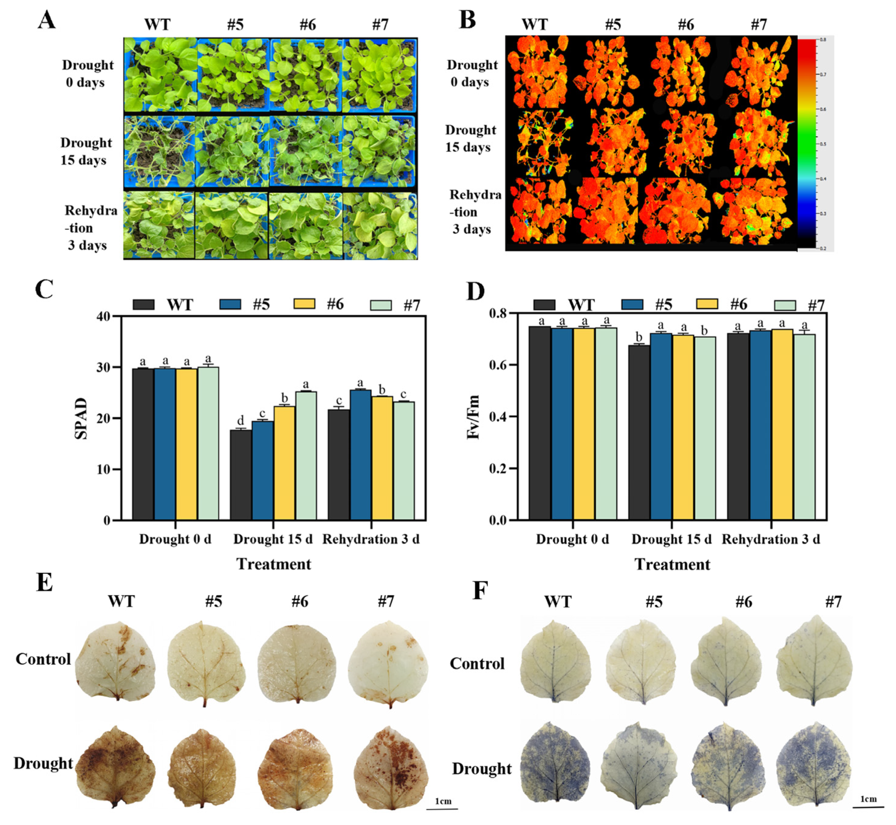 Plants 14 02621 g002 Plants 14 02621 g002