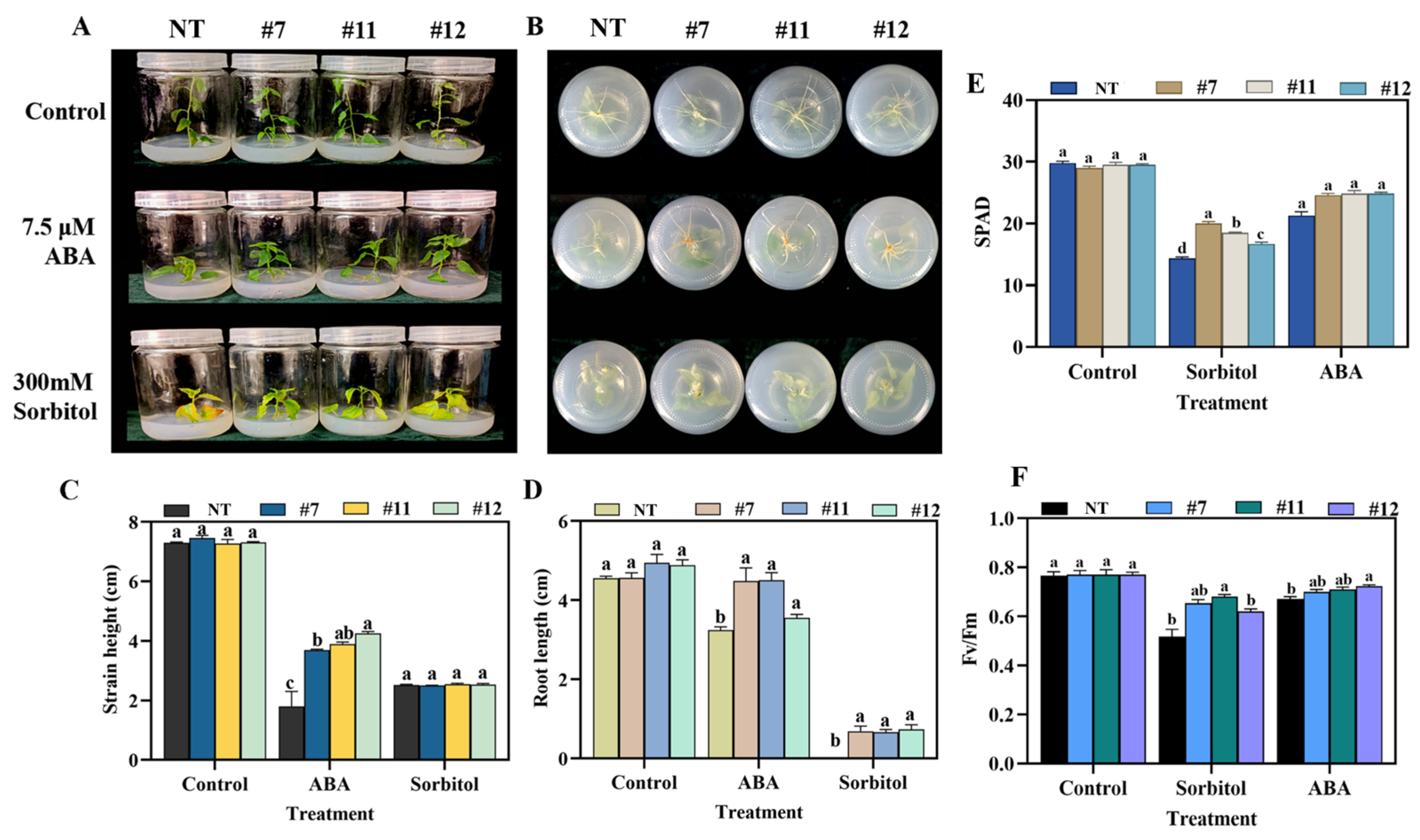 Plants 14 02621 g003 Plants 14 02621 g003