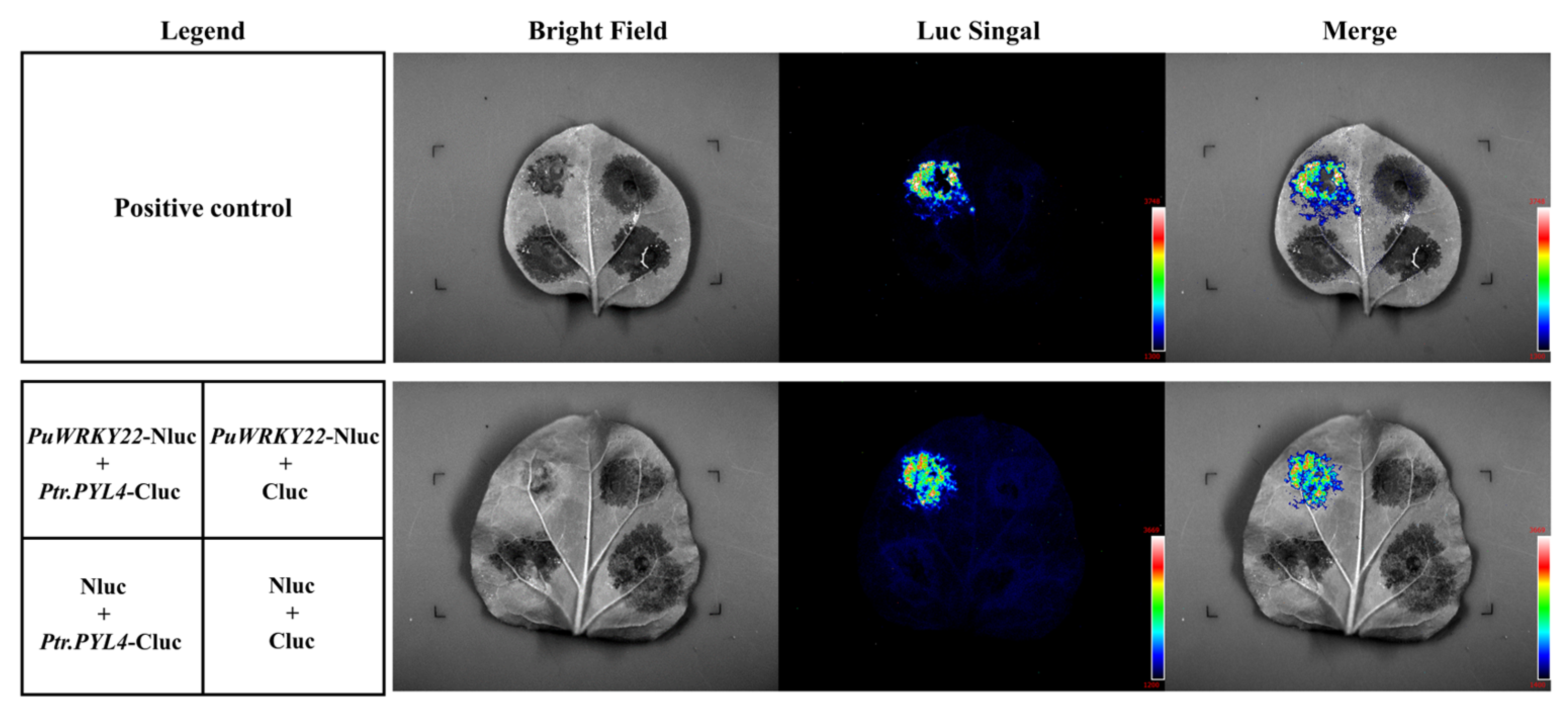 Plants 14 02621 g007 Plants 14 02621 g007