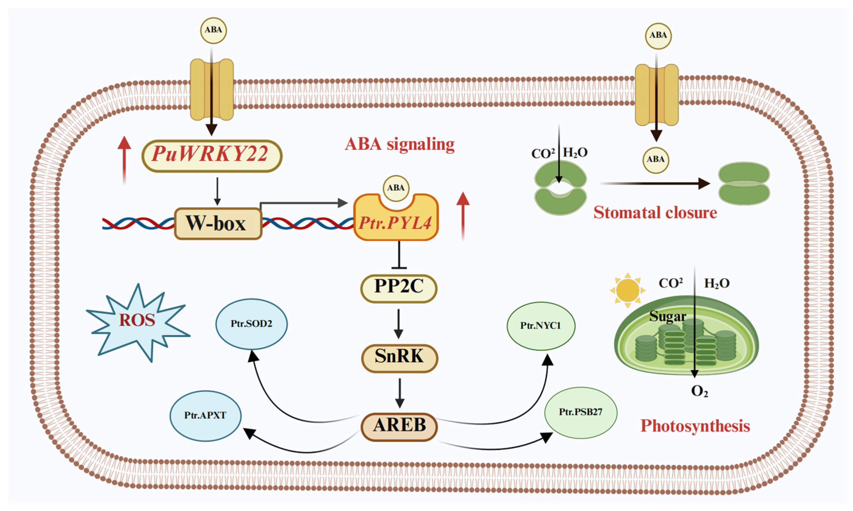 Plants 14 02621 g008 Plants 14 02621 g008