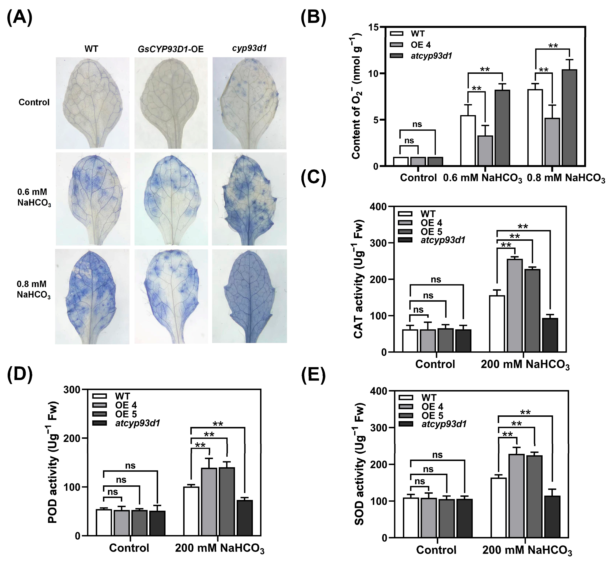 Plants 14 02623 g003