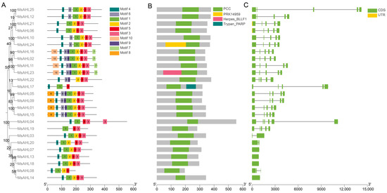 Genome-Wide Analysis of the AT-Hook Gene Family in Malus sieversii and ...