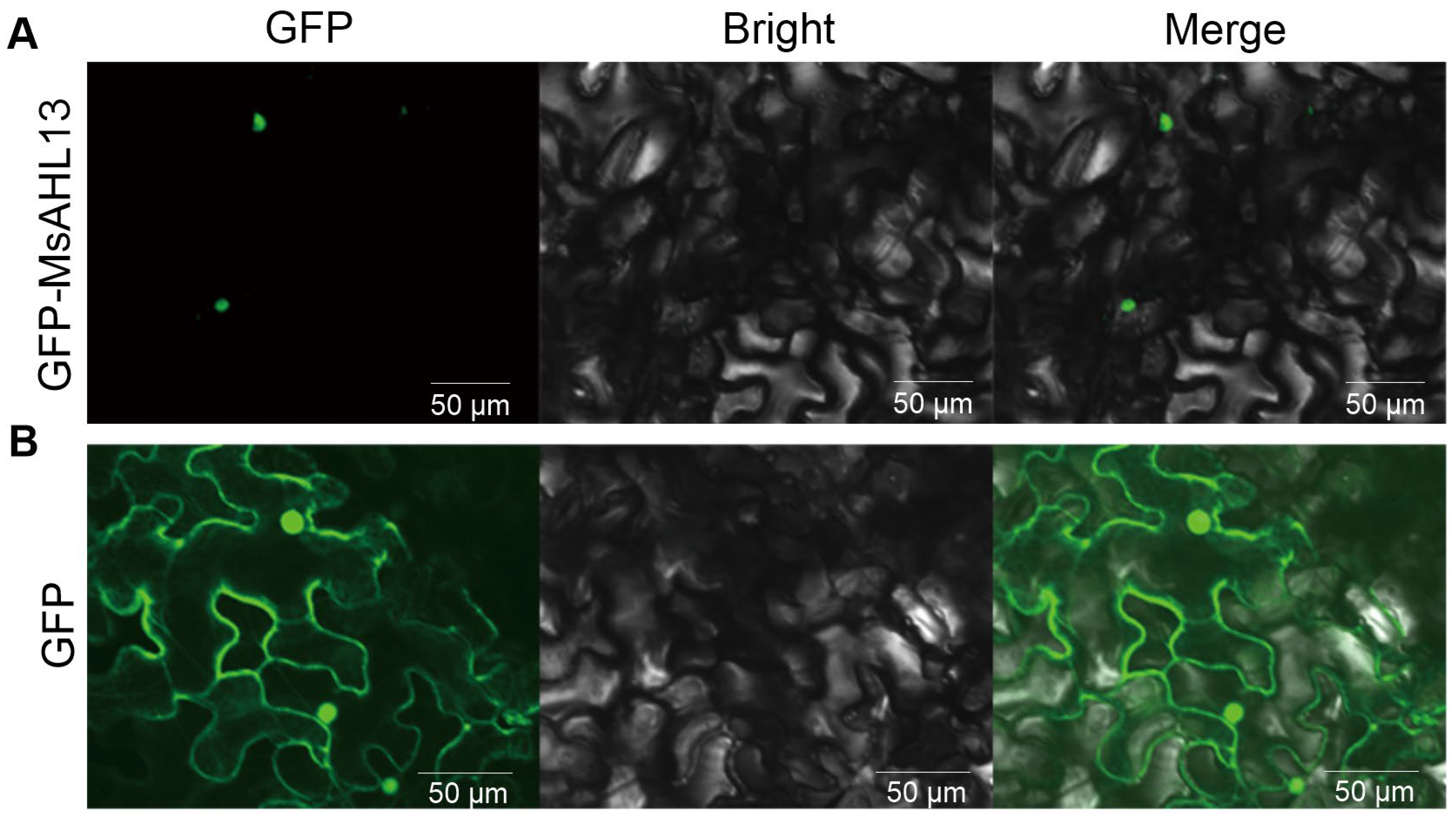 Plants 14 02625 g006