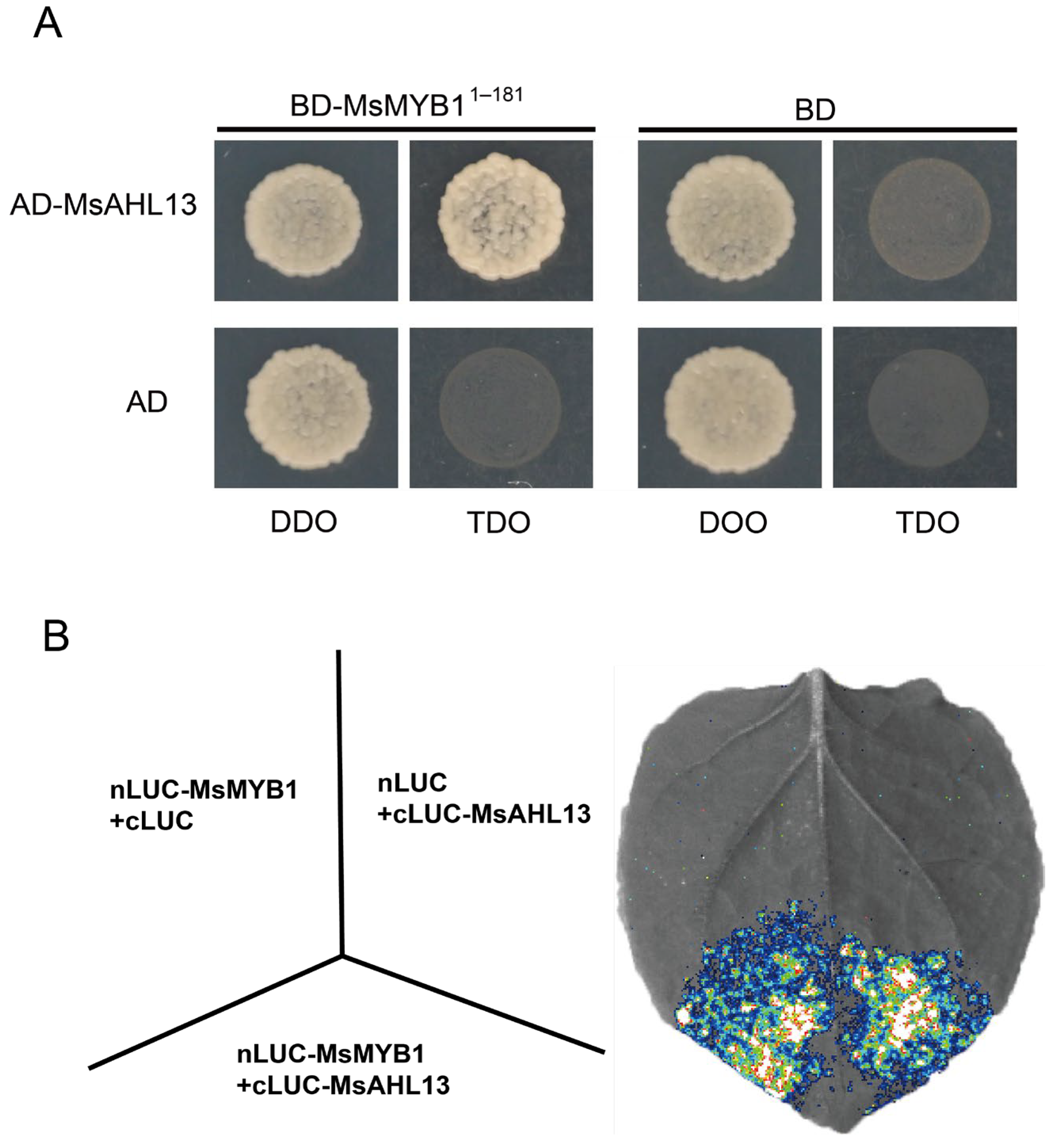 Plants 14 02625 g007
