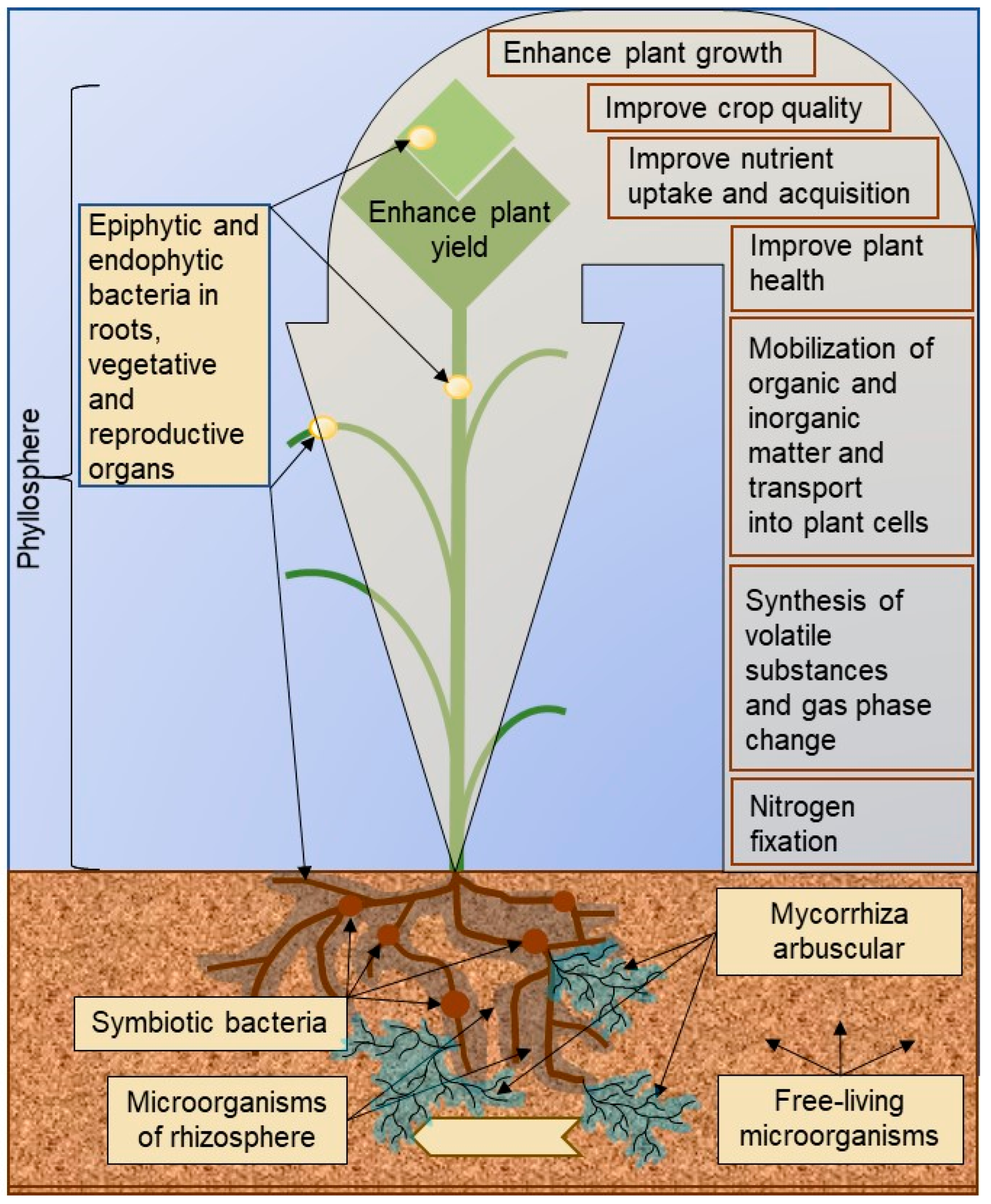 Plants 14 02628 g001