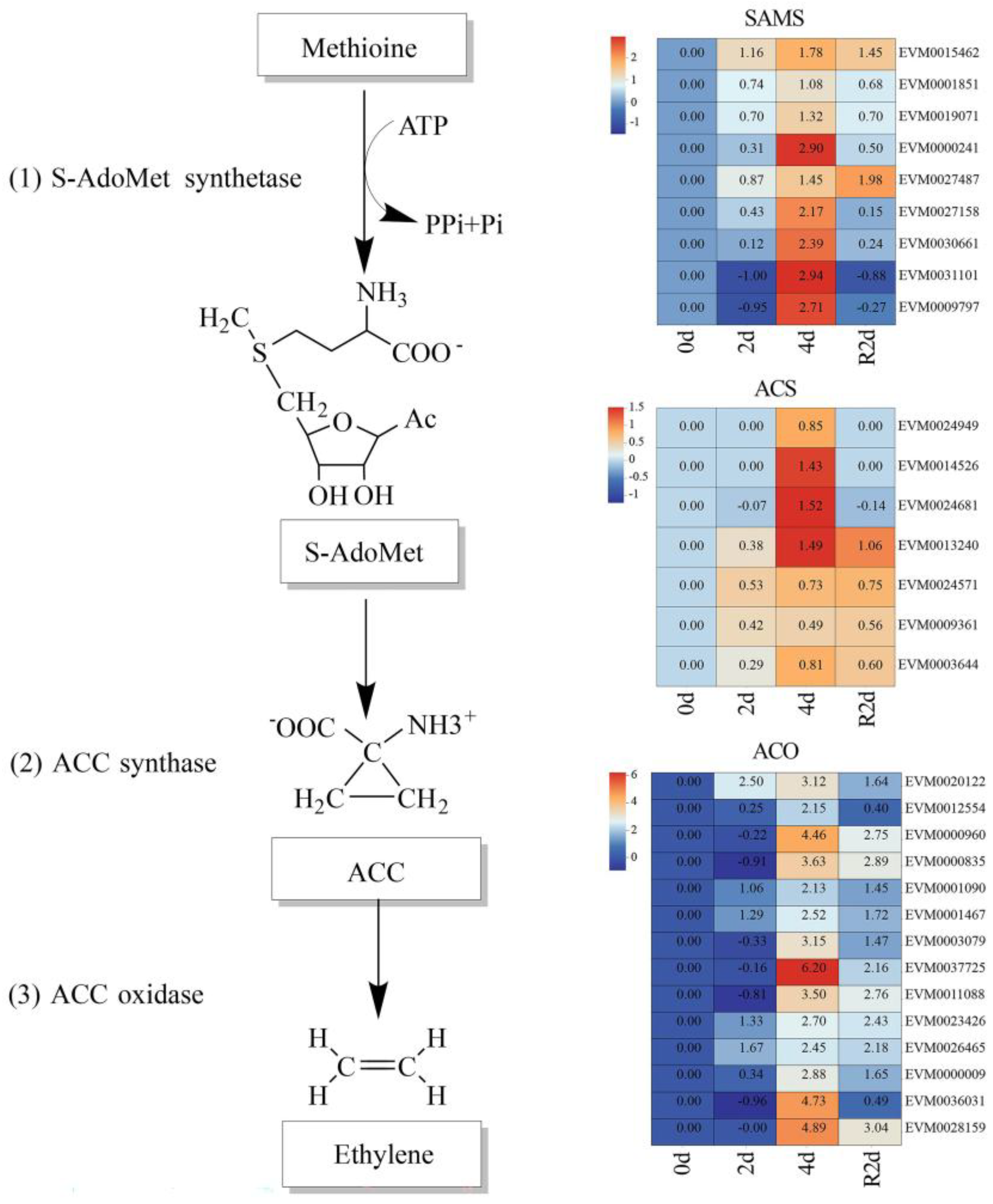 Plants 14 02636 g006 Plants 14 02636 g006