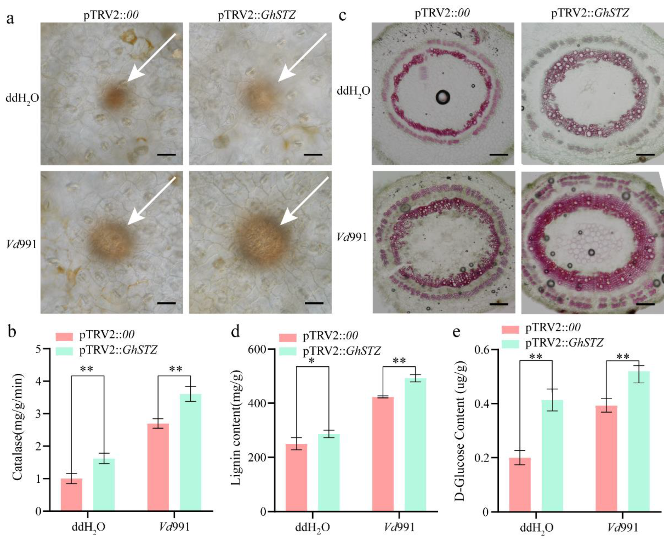 Plants 14 02638 g004 Plants 14 02638 g004