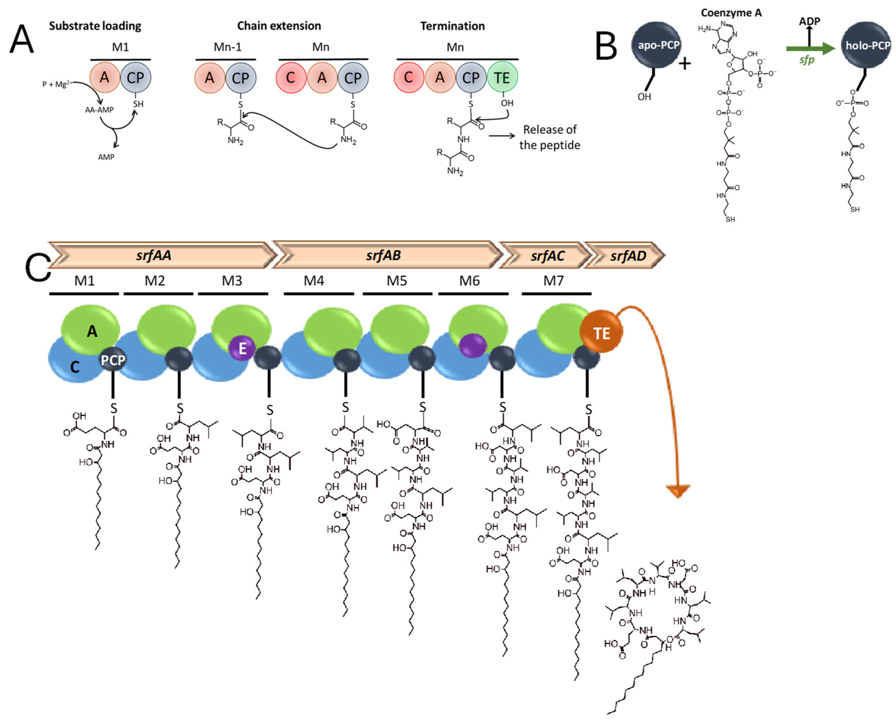 Plants 14 02644 g001 Plants 14 02644 g001