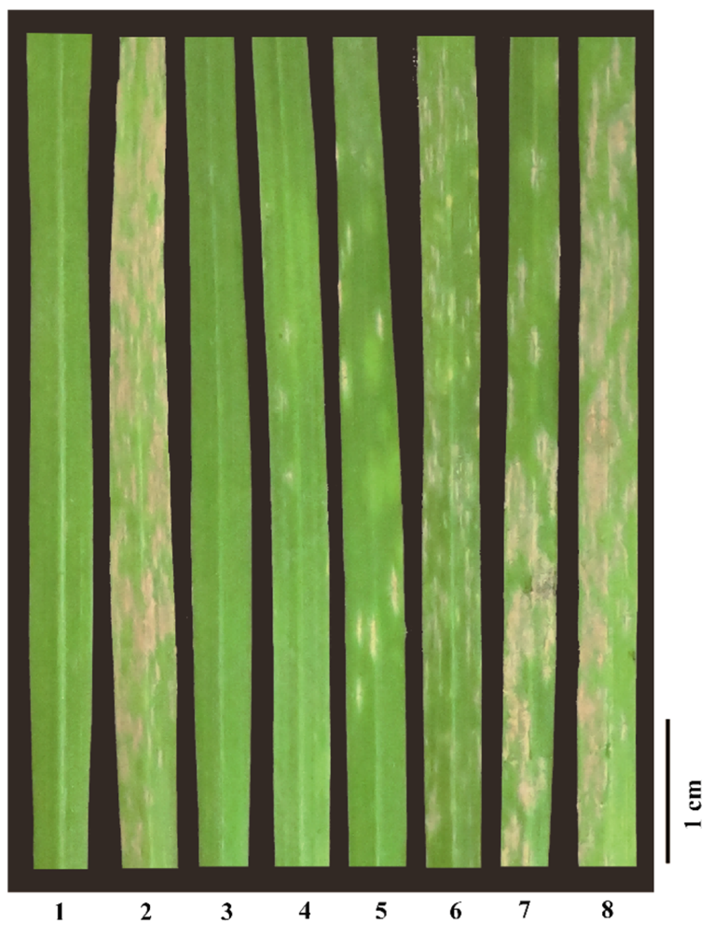 Plants 14 02652 g001 Plants 14 02652 g001