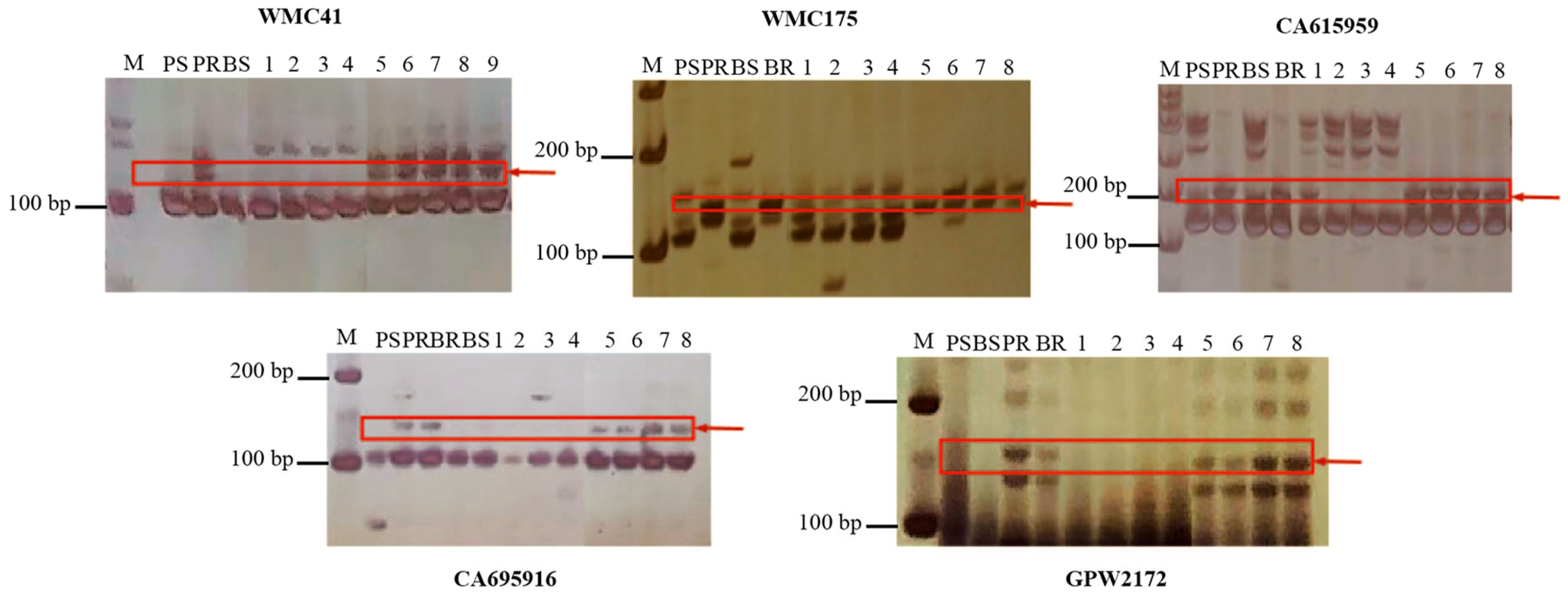 Plants 14 02652 g002 Plants 14 02652 g002