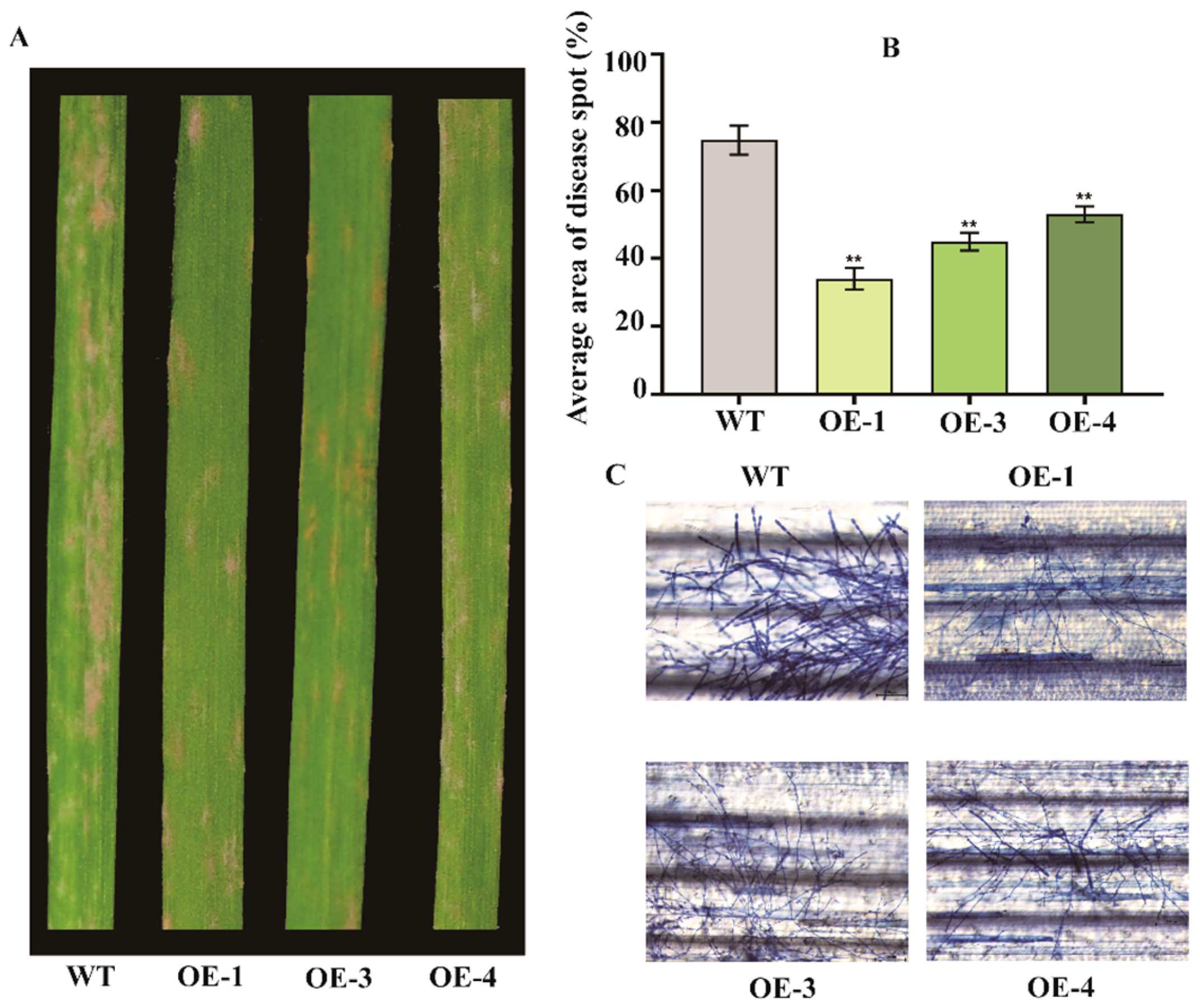 Plants 14 02652 g007 Plants 14 02652 g007