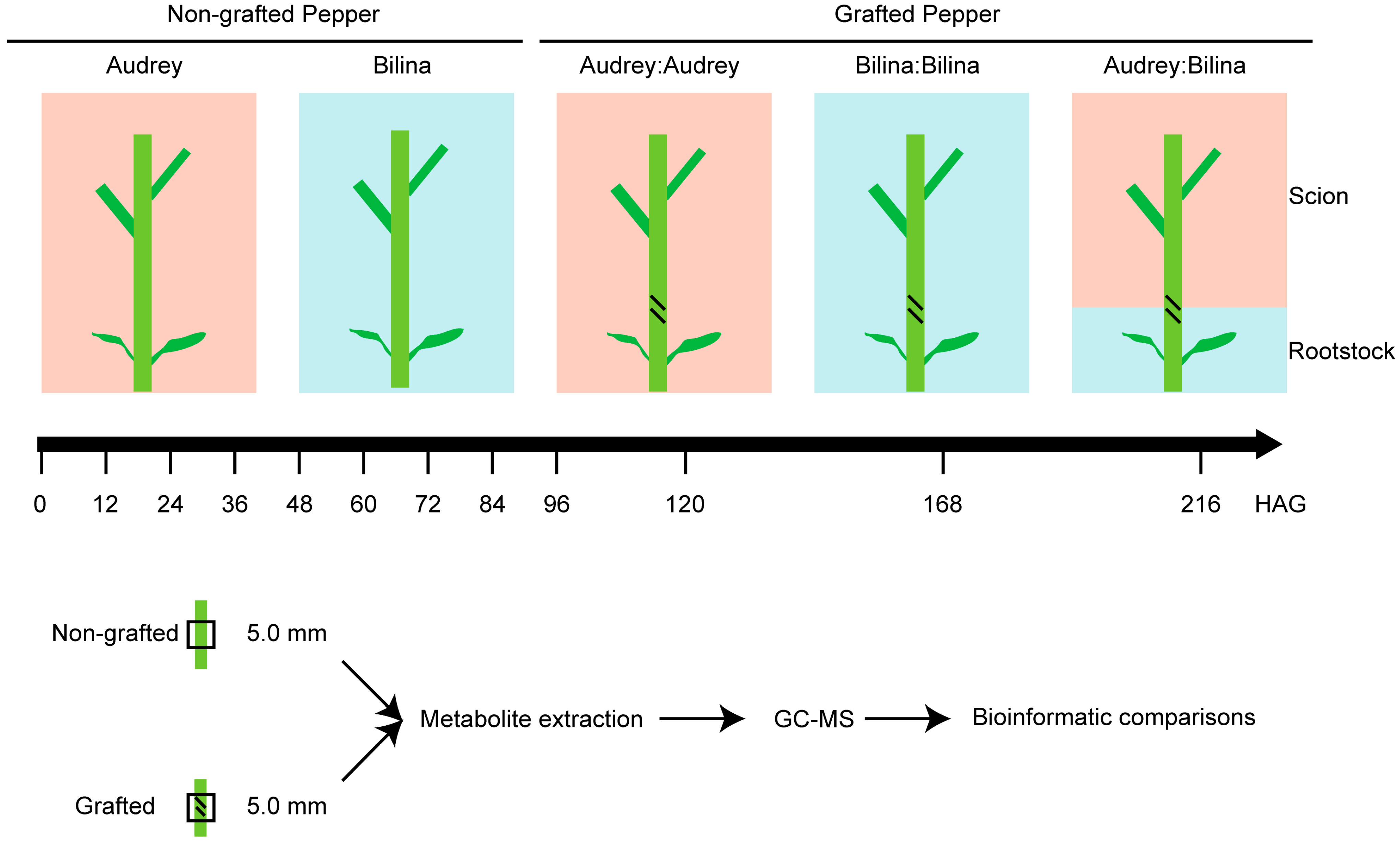 Plants 14 02656 g001