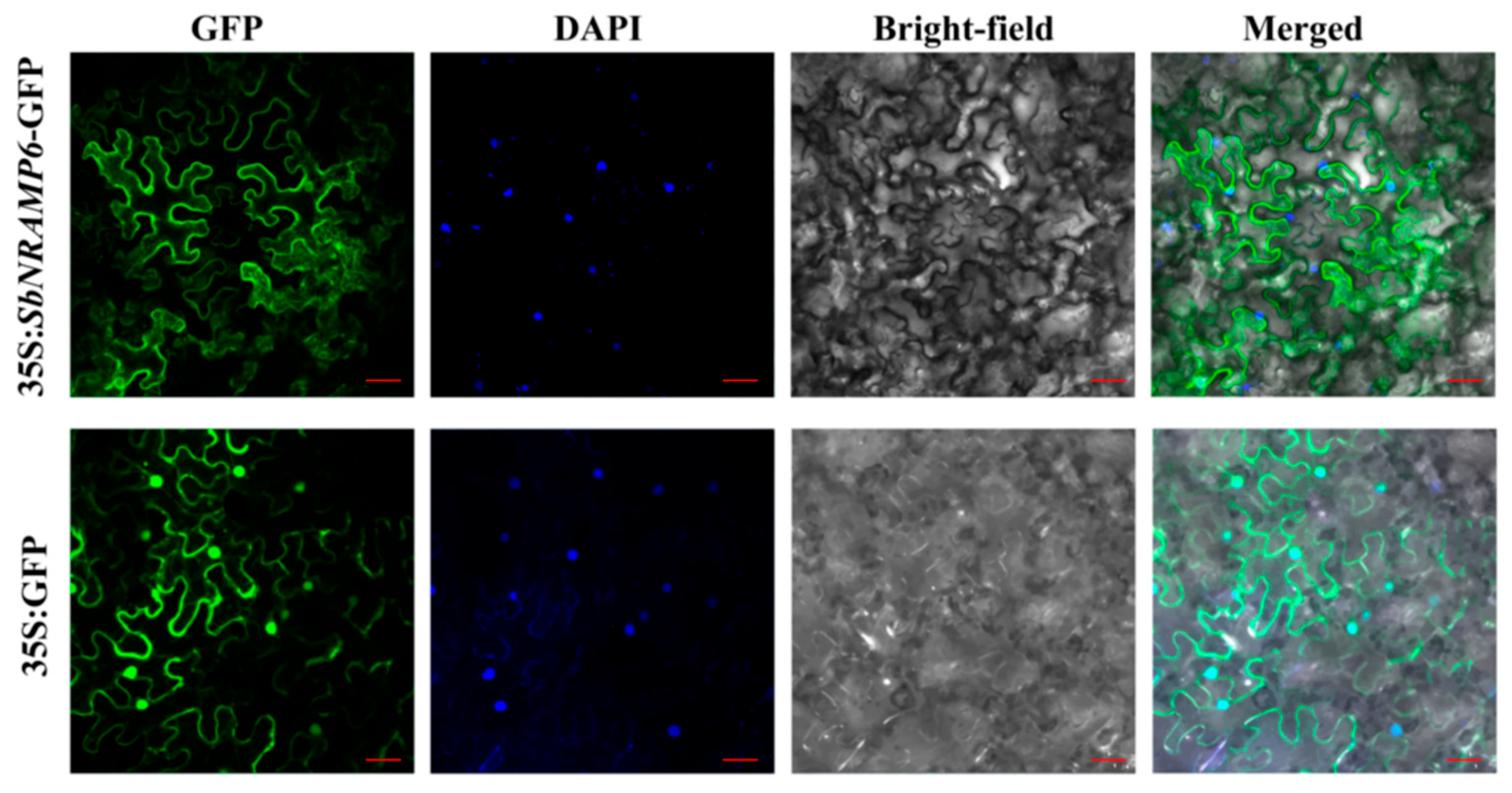 Plants 14 02660 g013