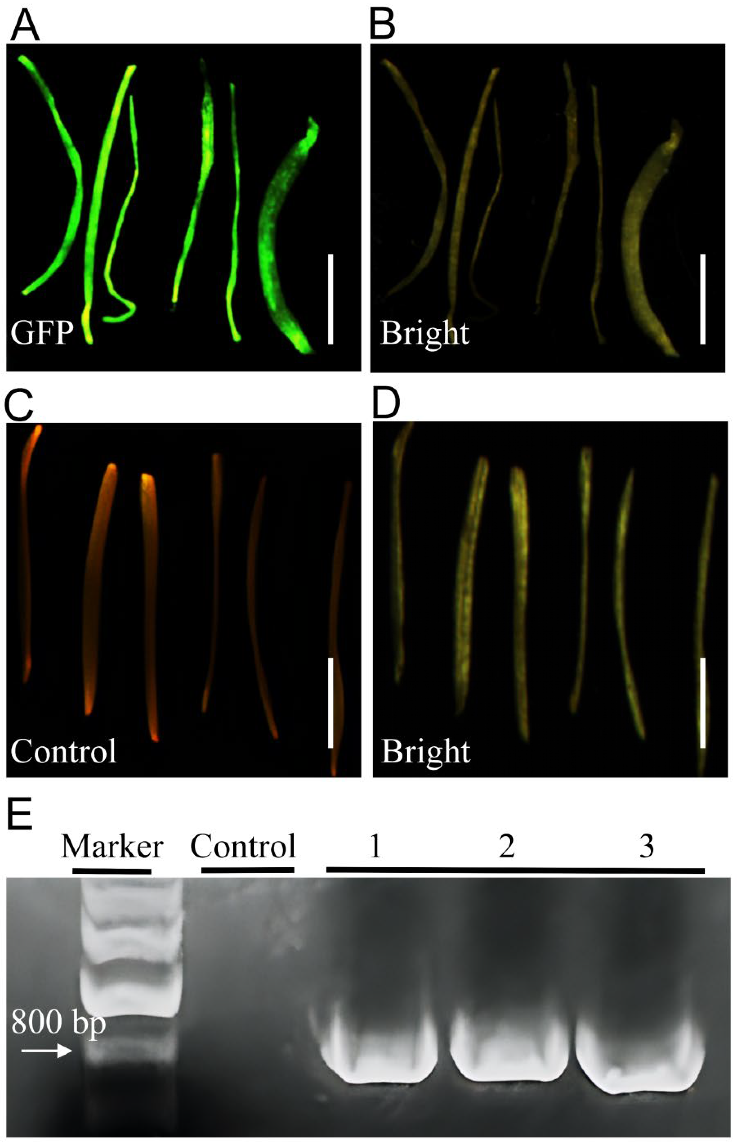 Plants 14 02664 g002