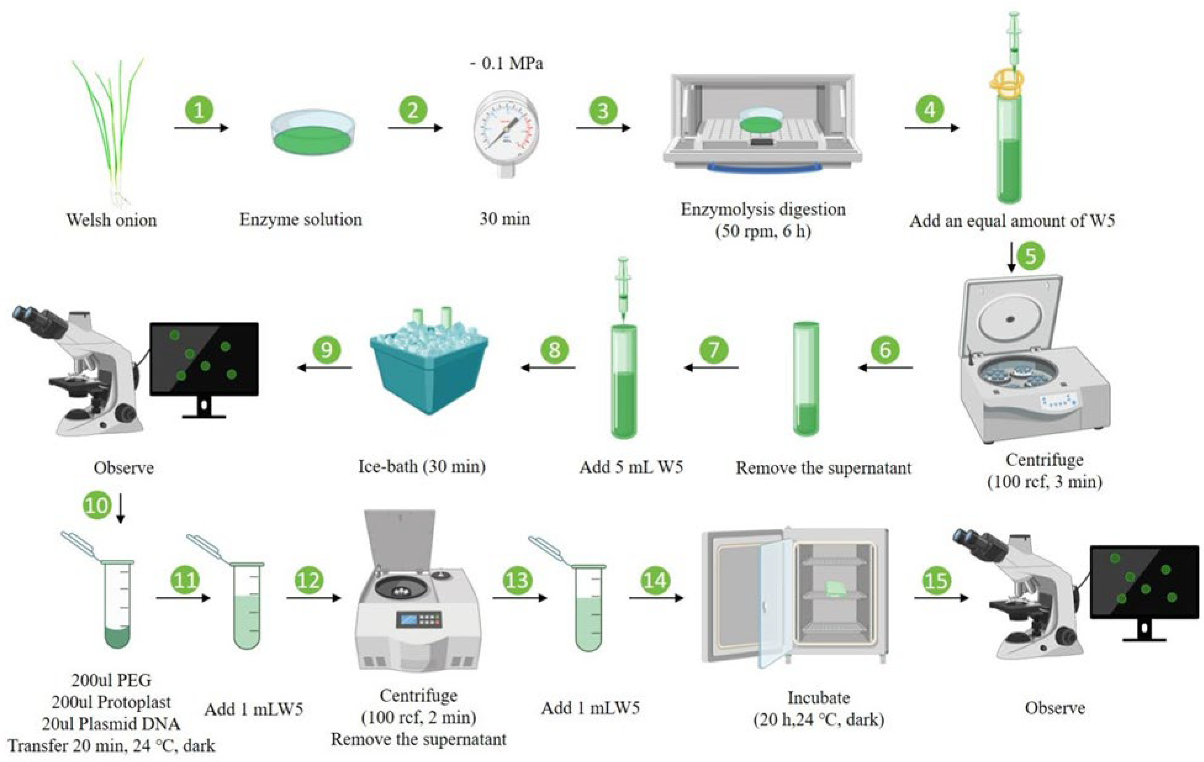 Plants 14 02664 g006