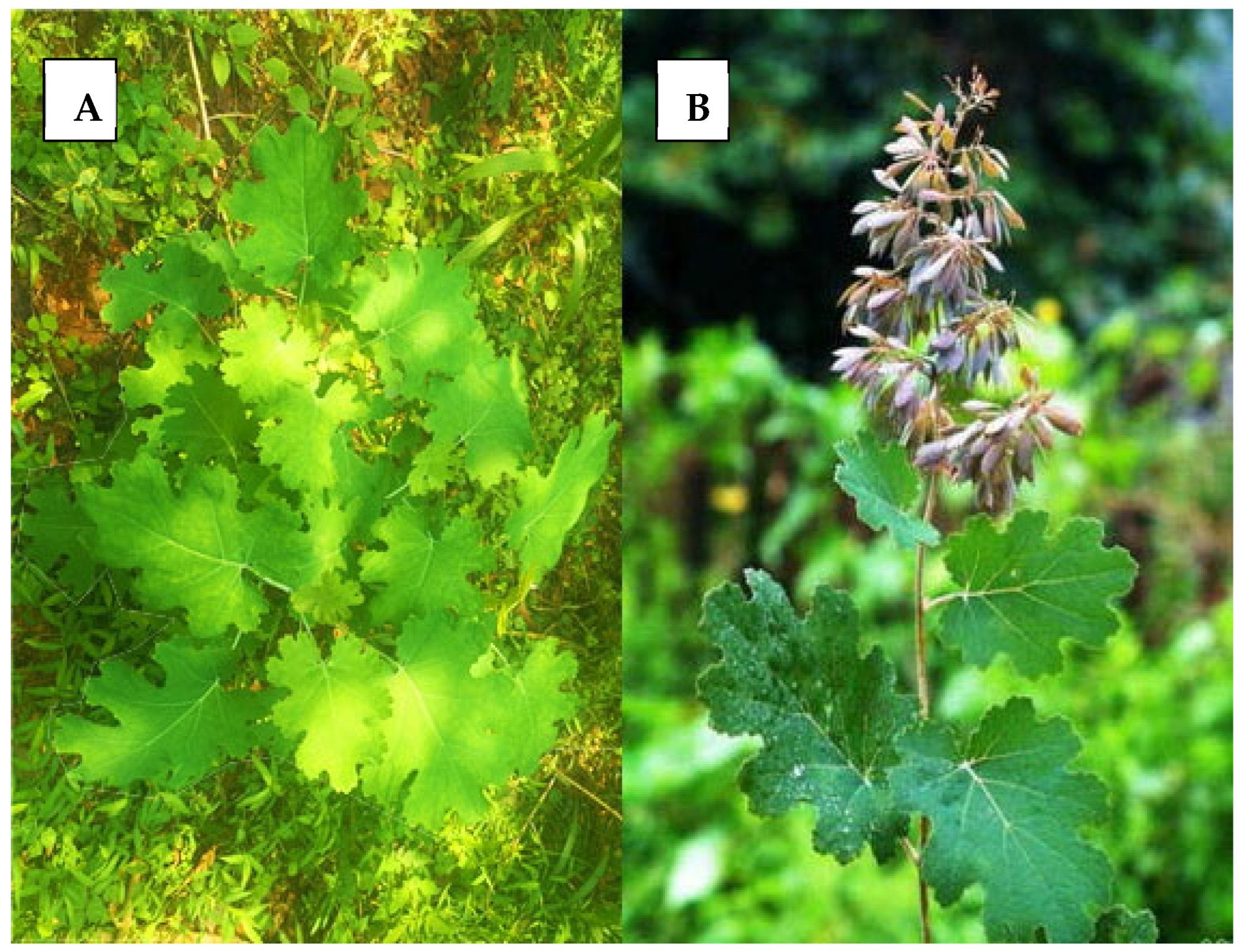 Plants 14 02667 g001