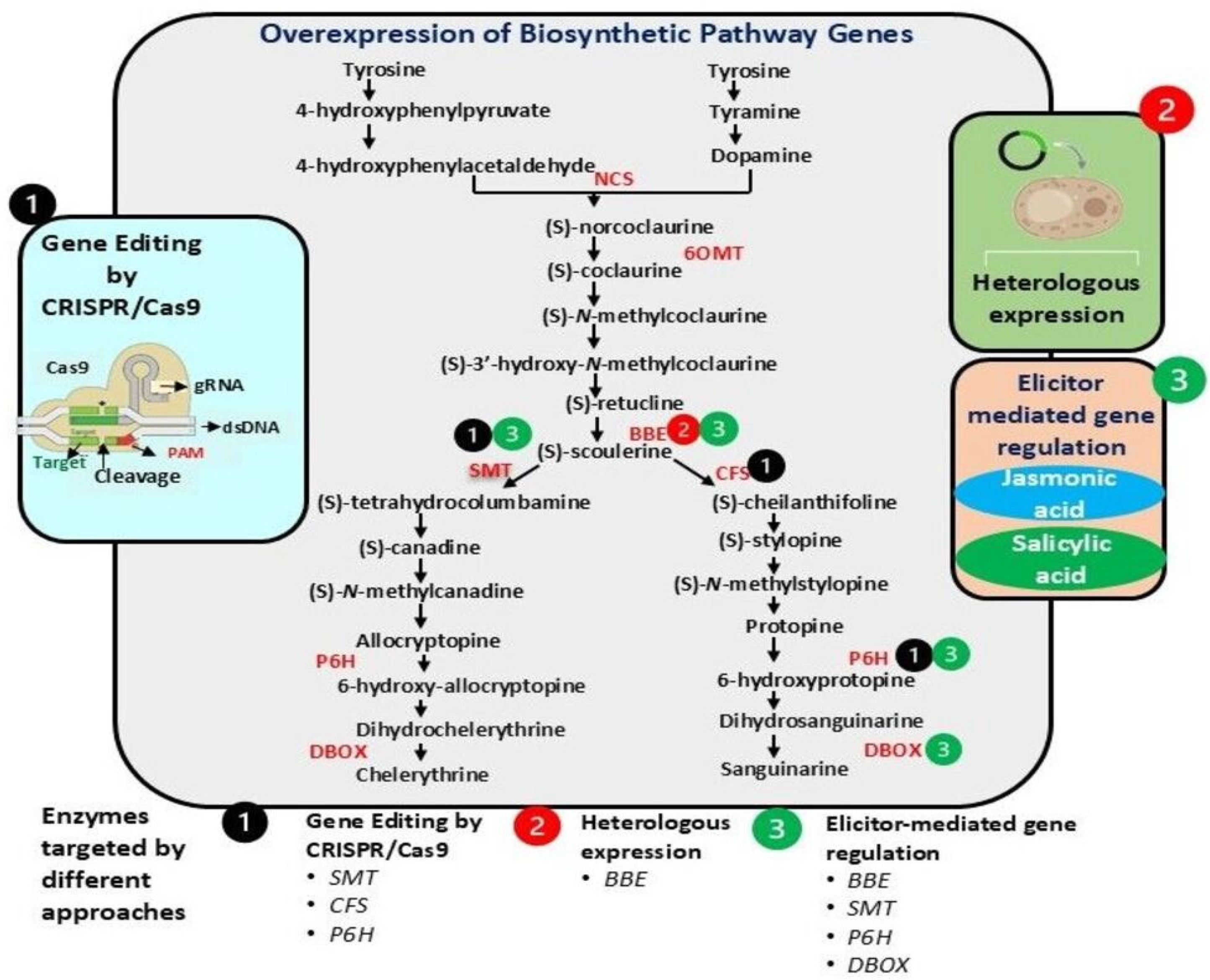 Plants 14 02667 g003