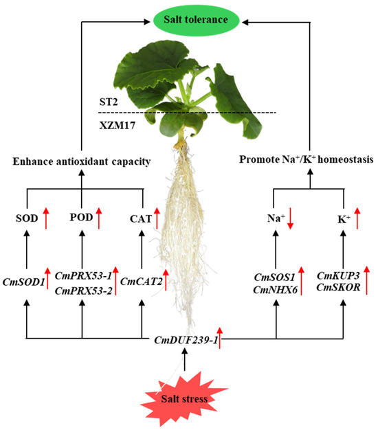 ルル マジック：ザ・ギャザリング--FINAL FANTASY』 プレイヤーズ