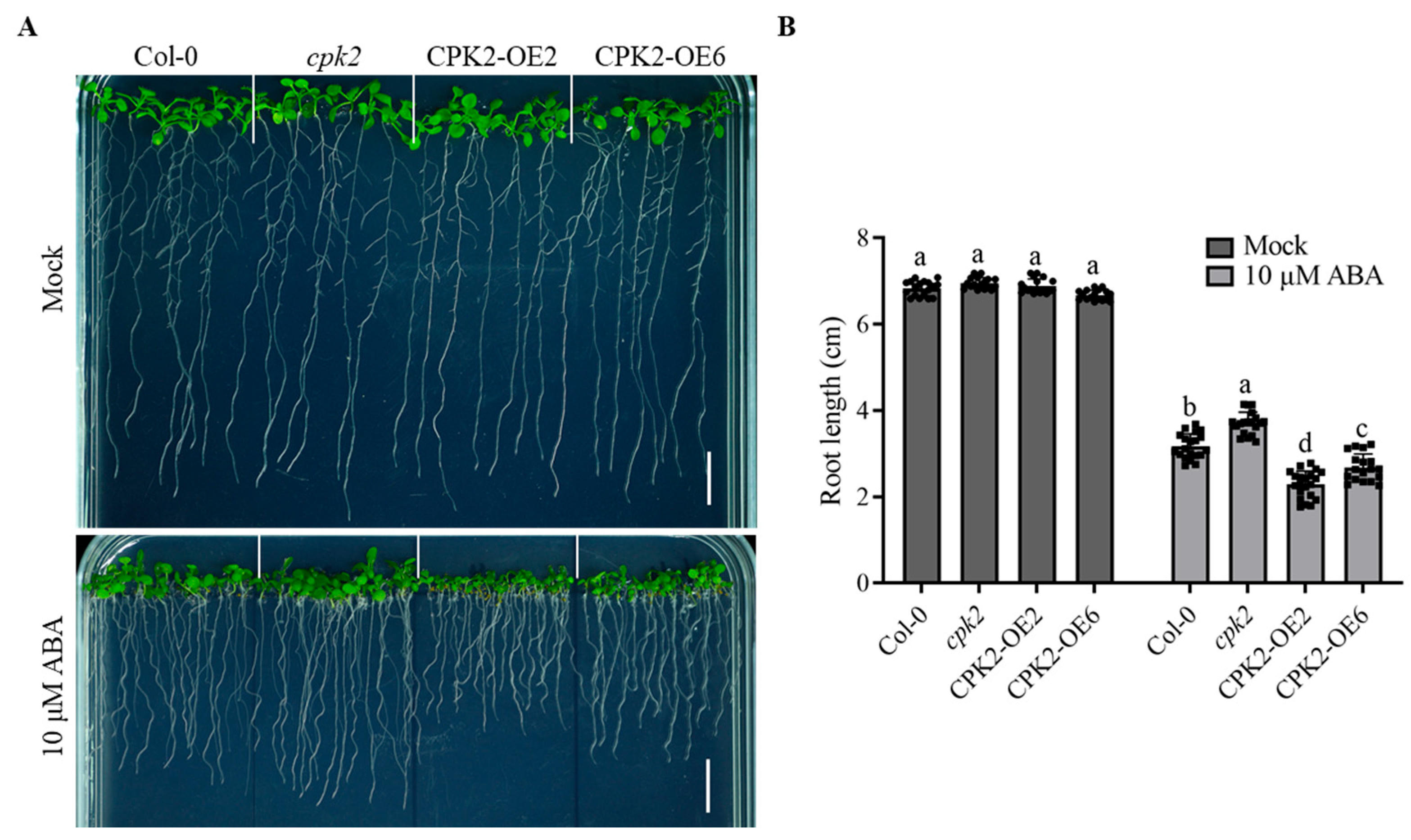 Plants 14 02671 g001 Plants 14 02671 g001