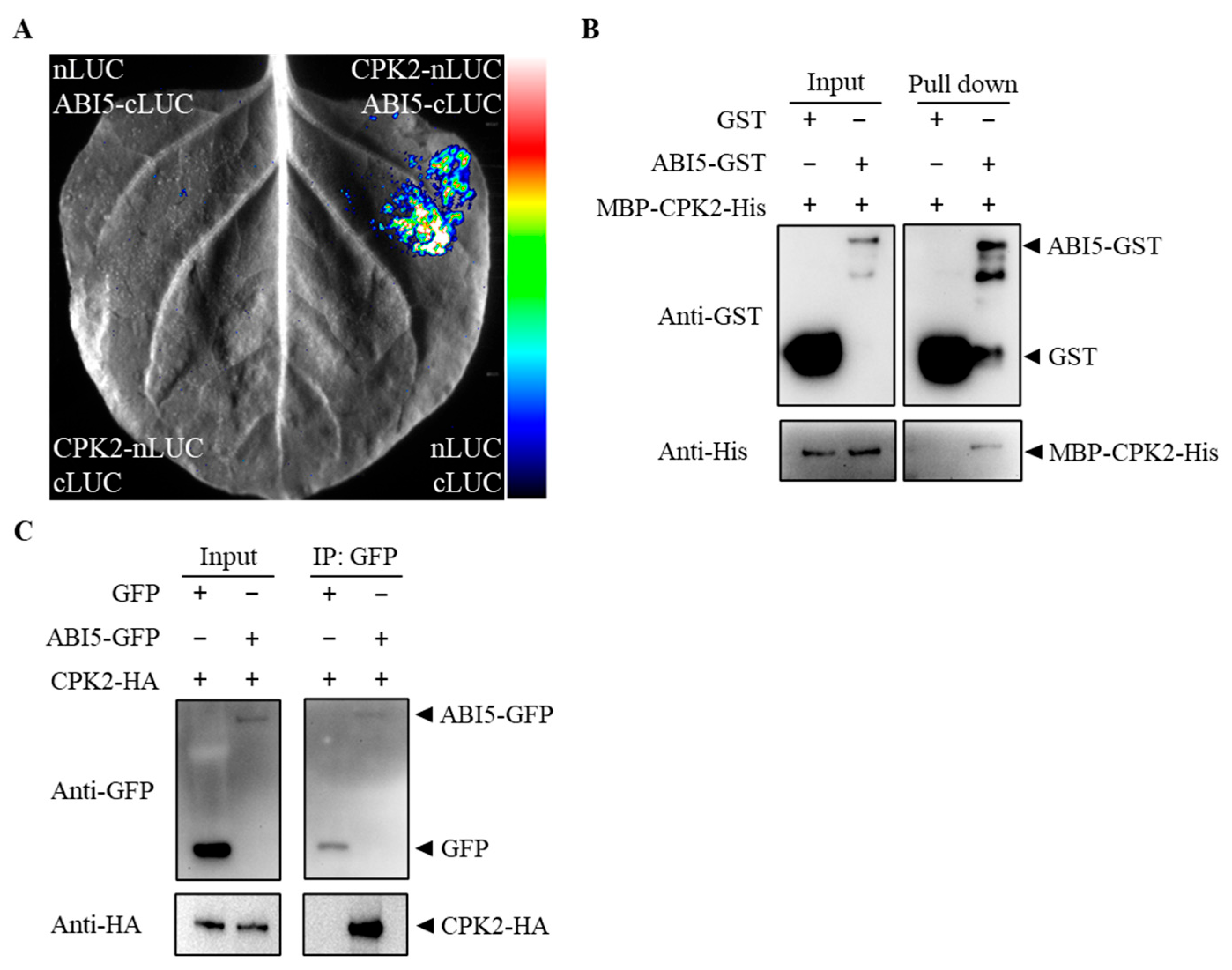 Plants 14 02671 g002 Plants 14 02671 g002