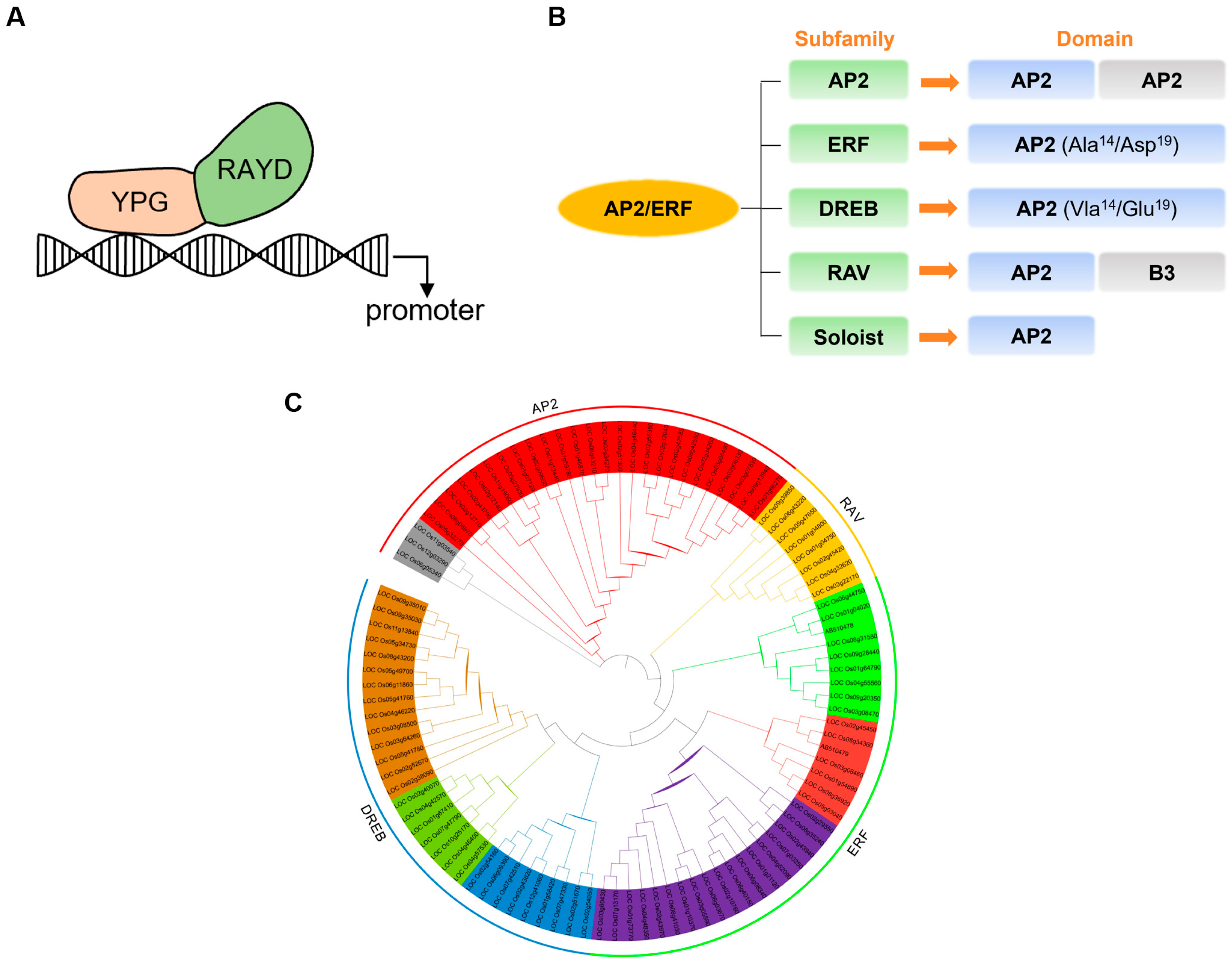 Plants 14 02673 g001