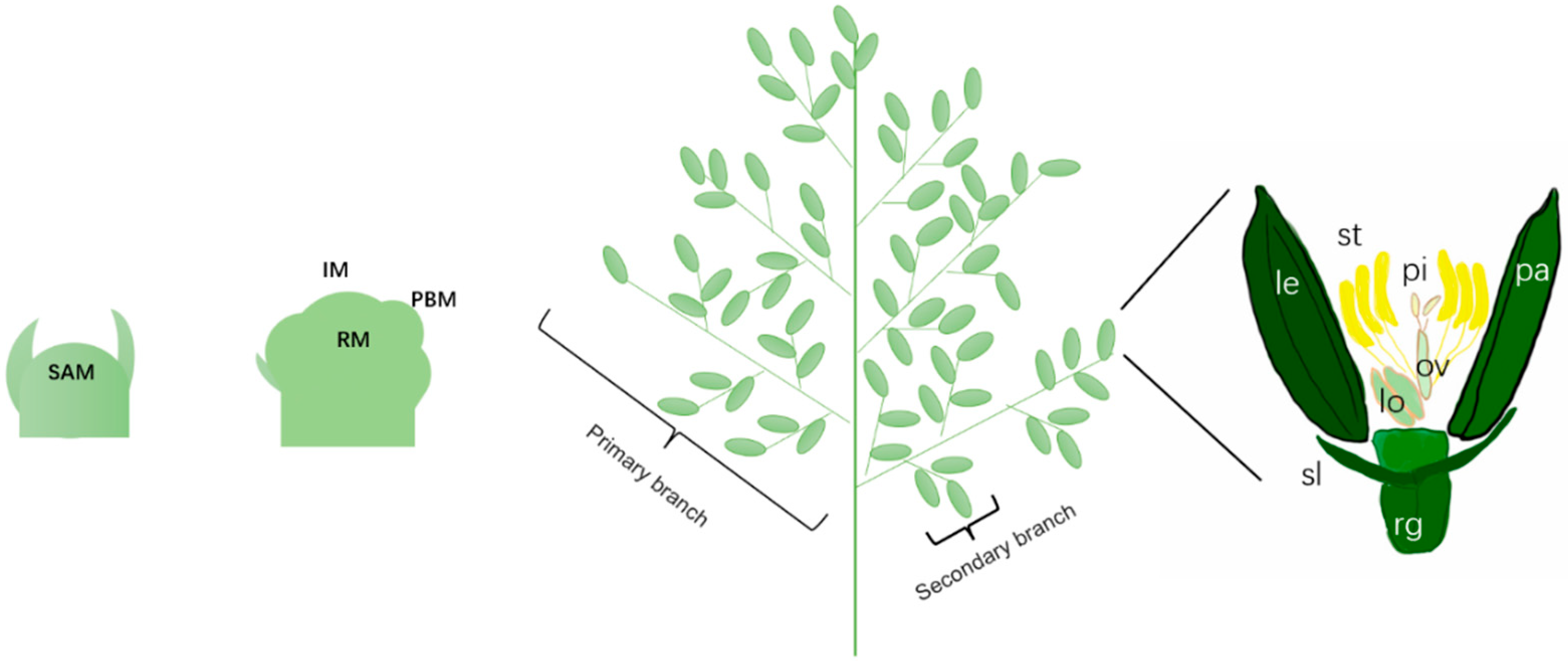 Plants 14 02673 g002