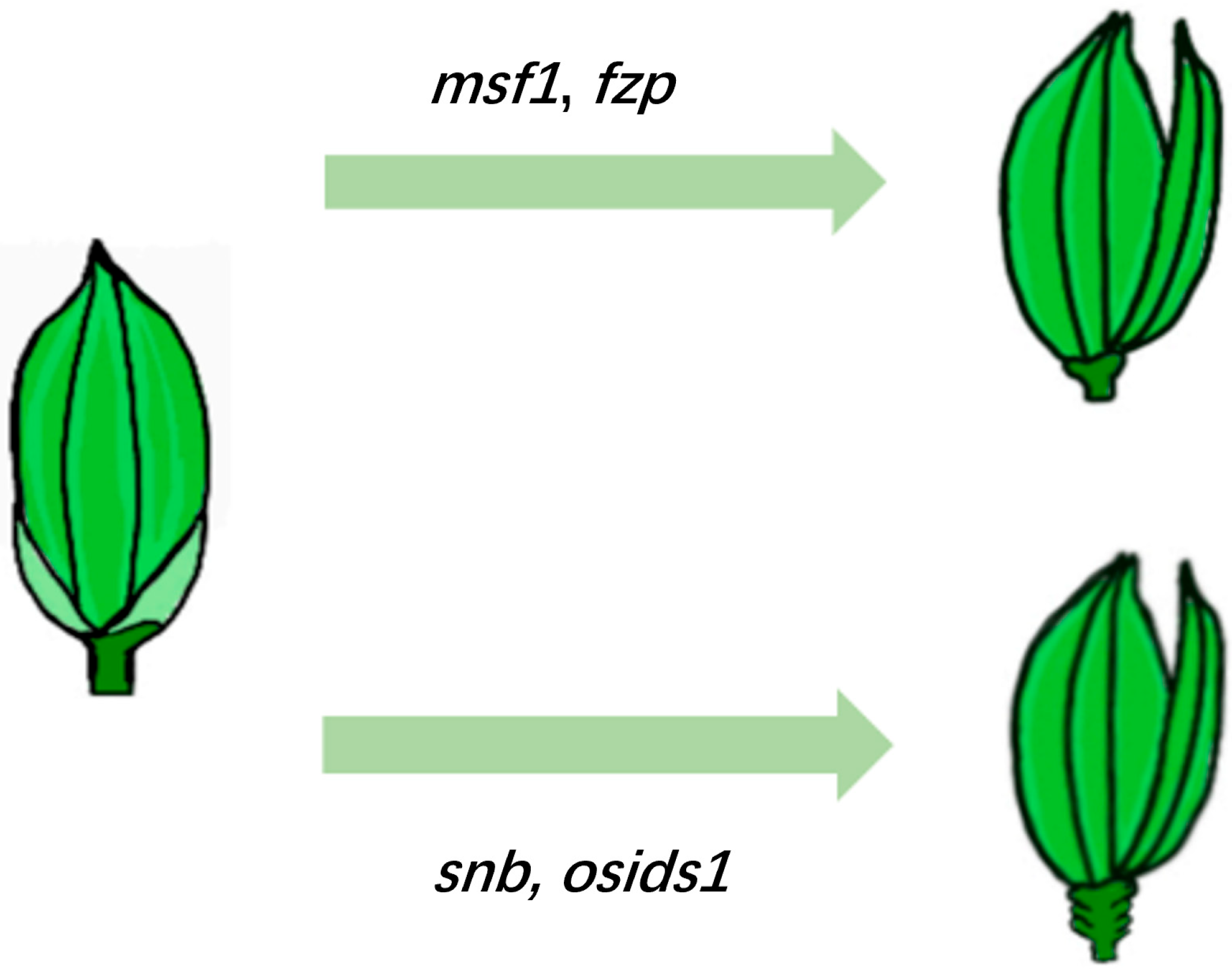 Plants 14 02673 g003