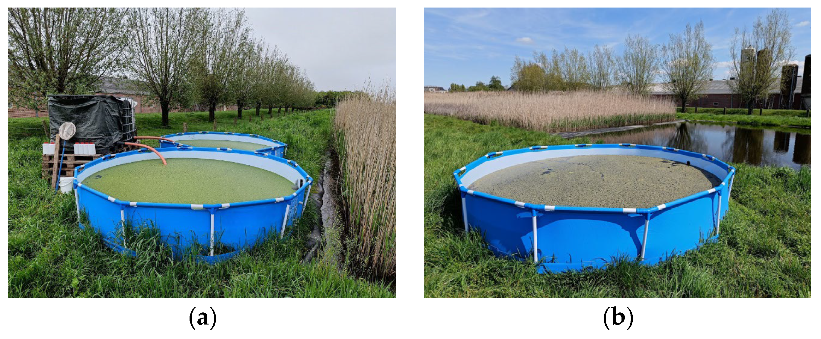 Plants 14 02680 g002