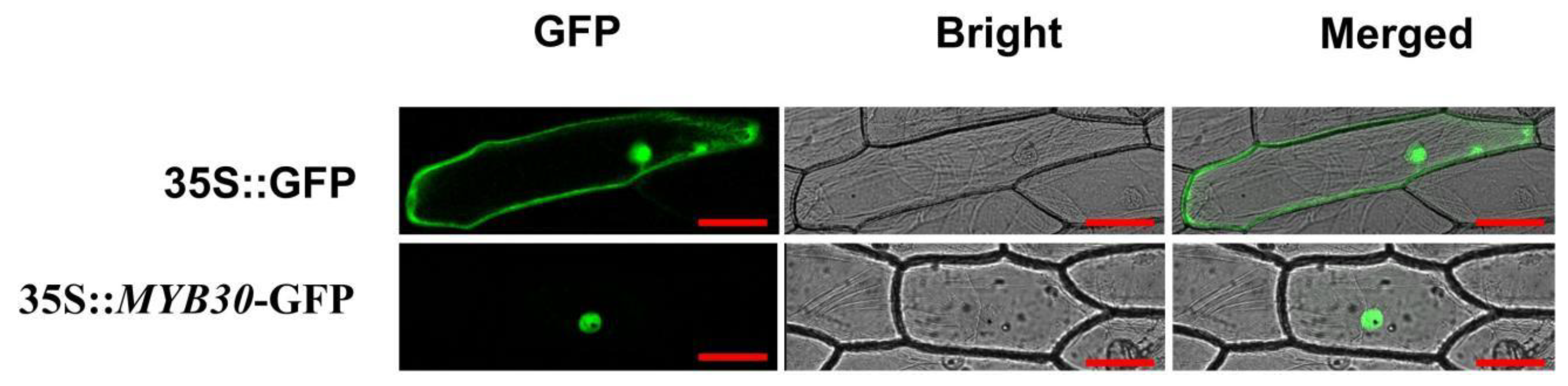 Plants 14 02681 g004