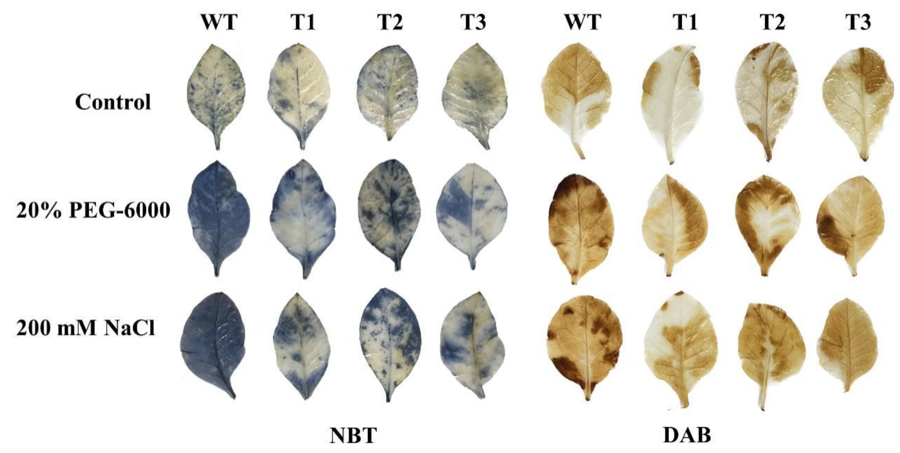 Plants 14 02681 g007