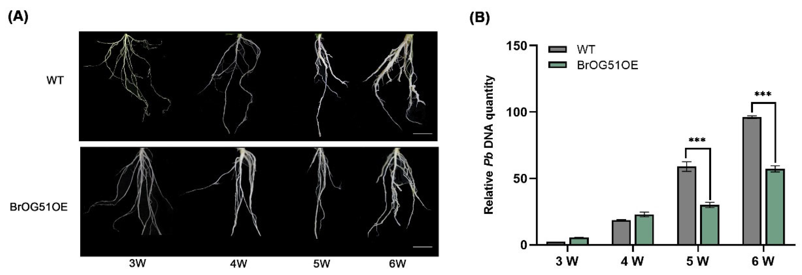 Plants 14 02683 g003 Plants 14 02683 g003