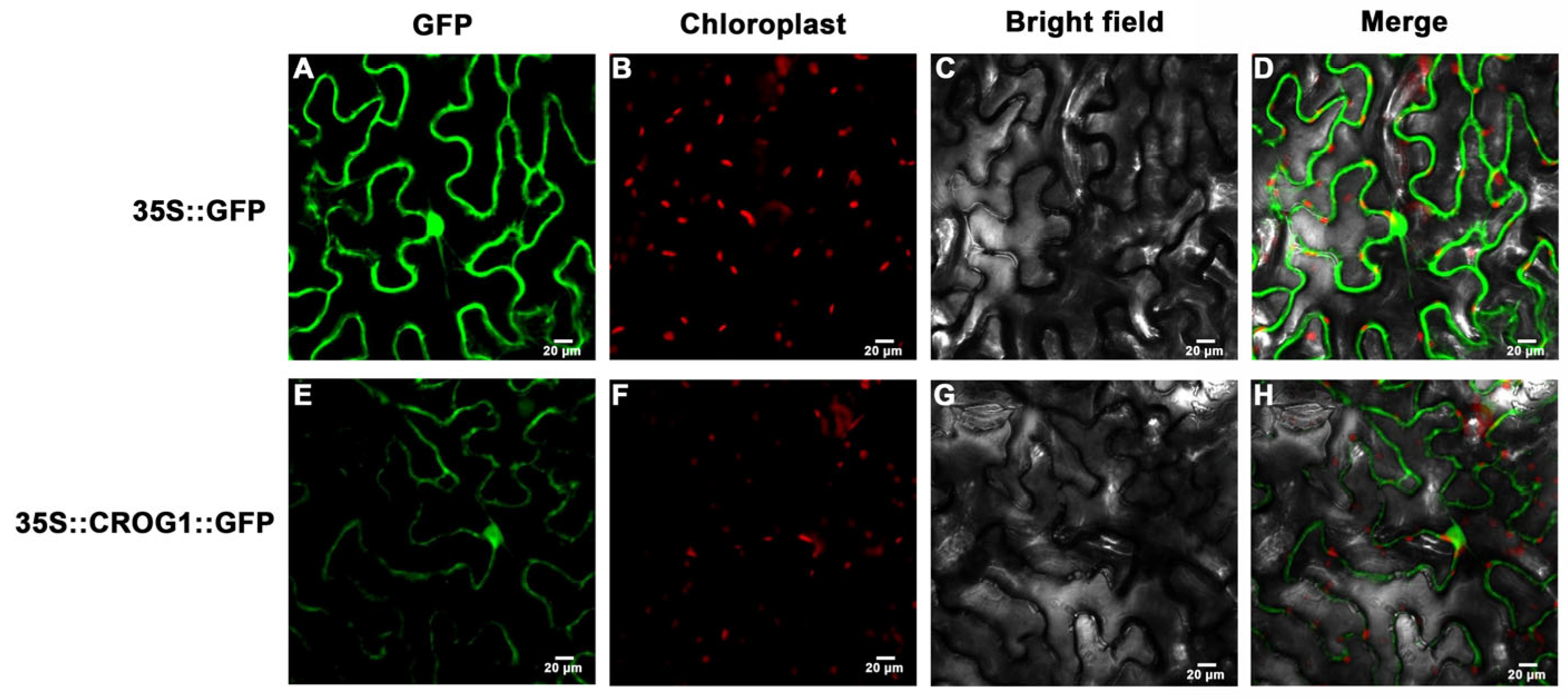 Plants 14 02683 g004 Plants 14 02683 g004