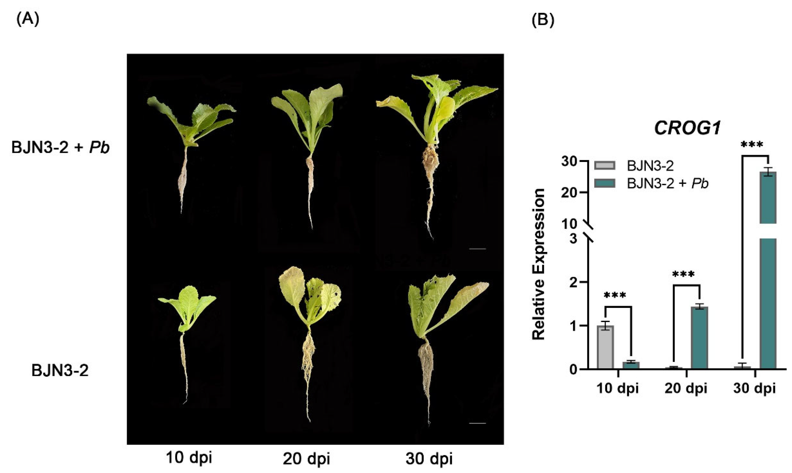 Plants 14 02683 g005 Plants 14 02683 g005