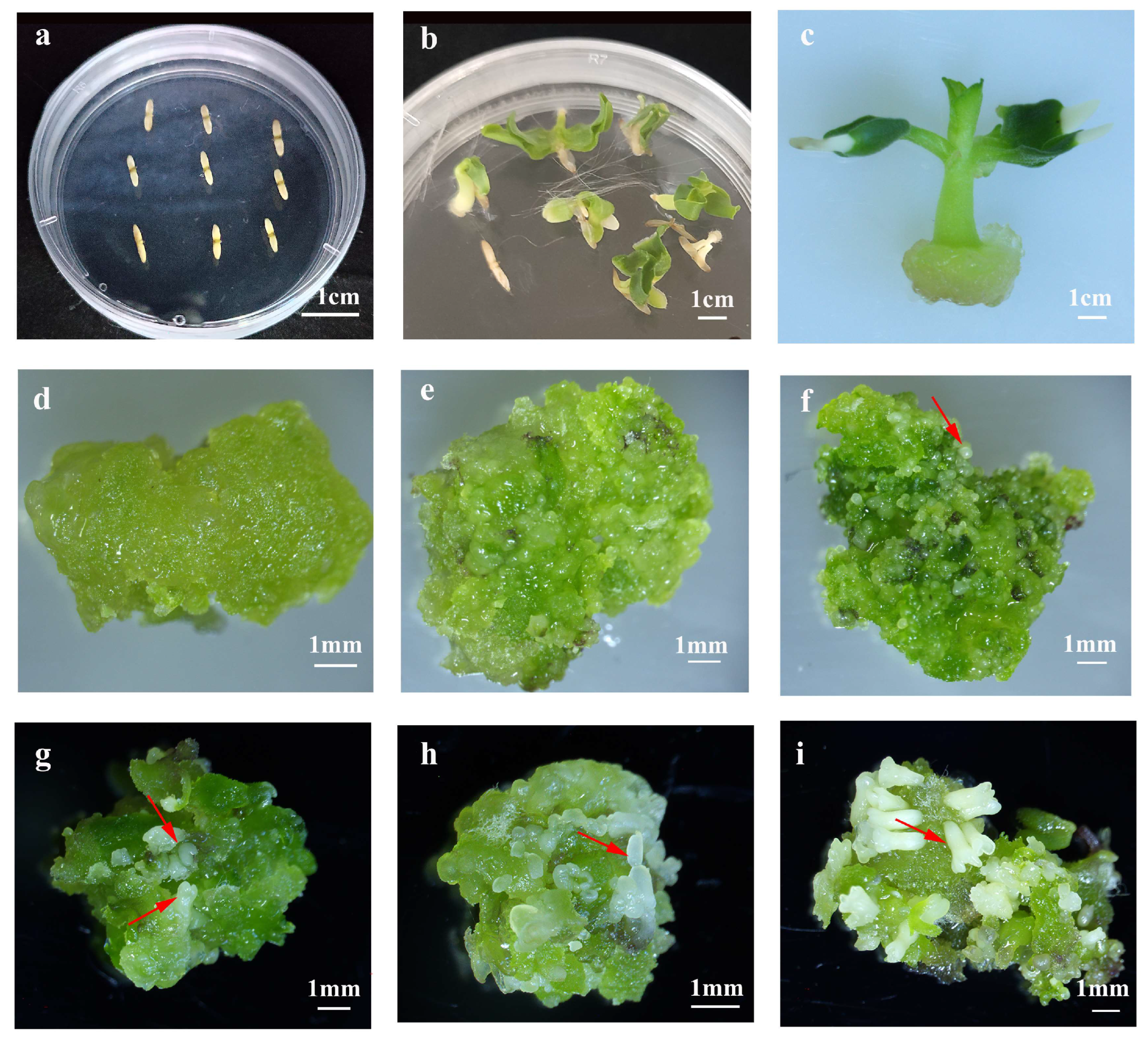 Plants 14 02688 g001