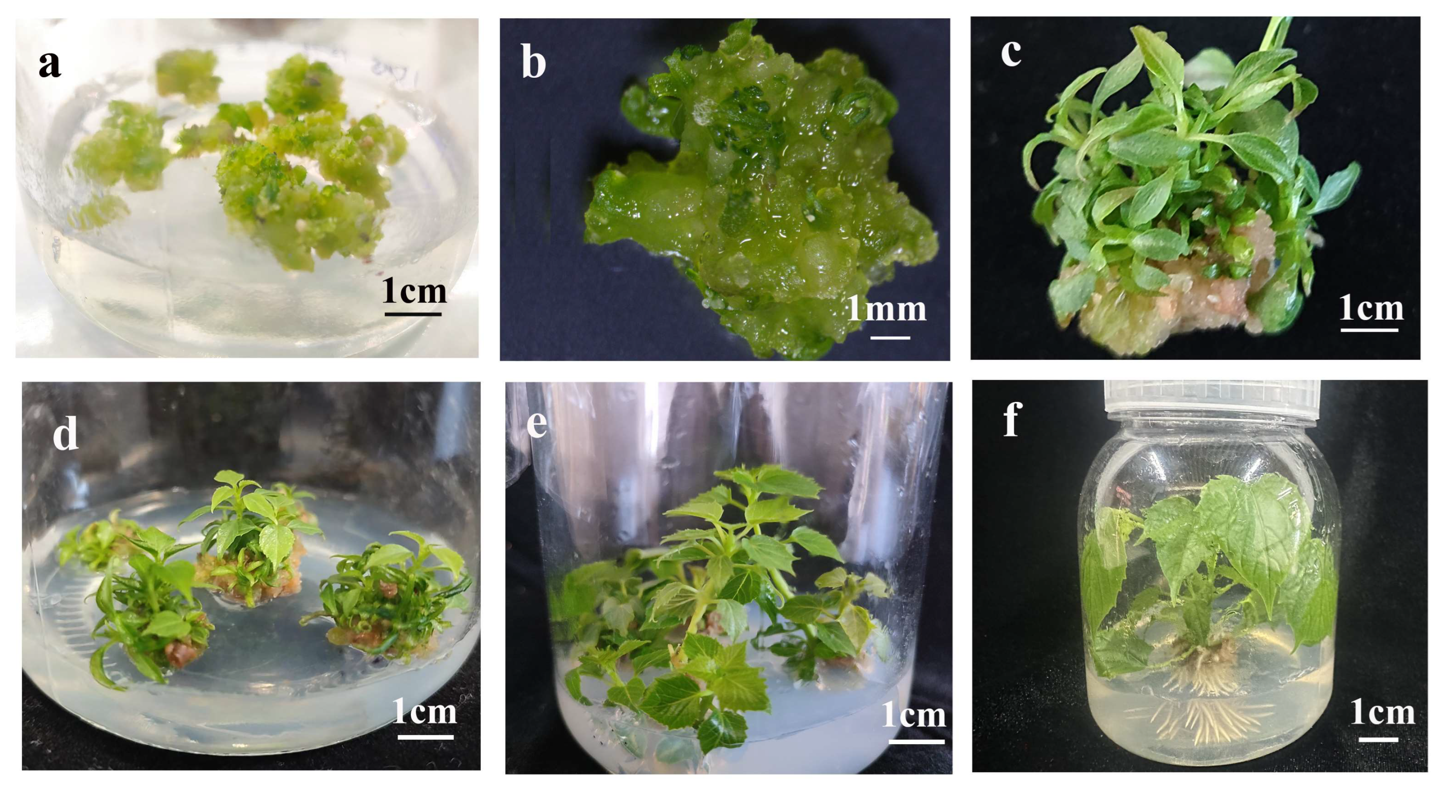 Plants 14 02688 g003