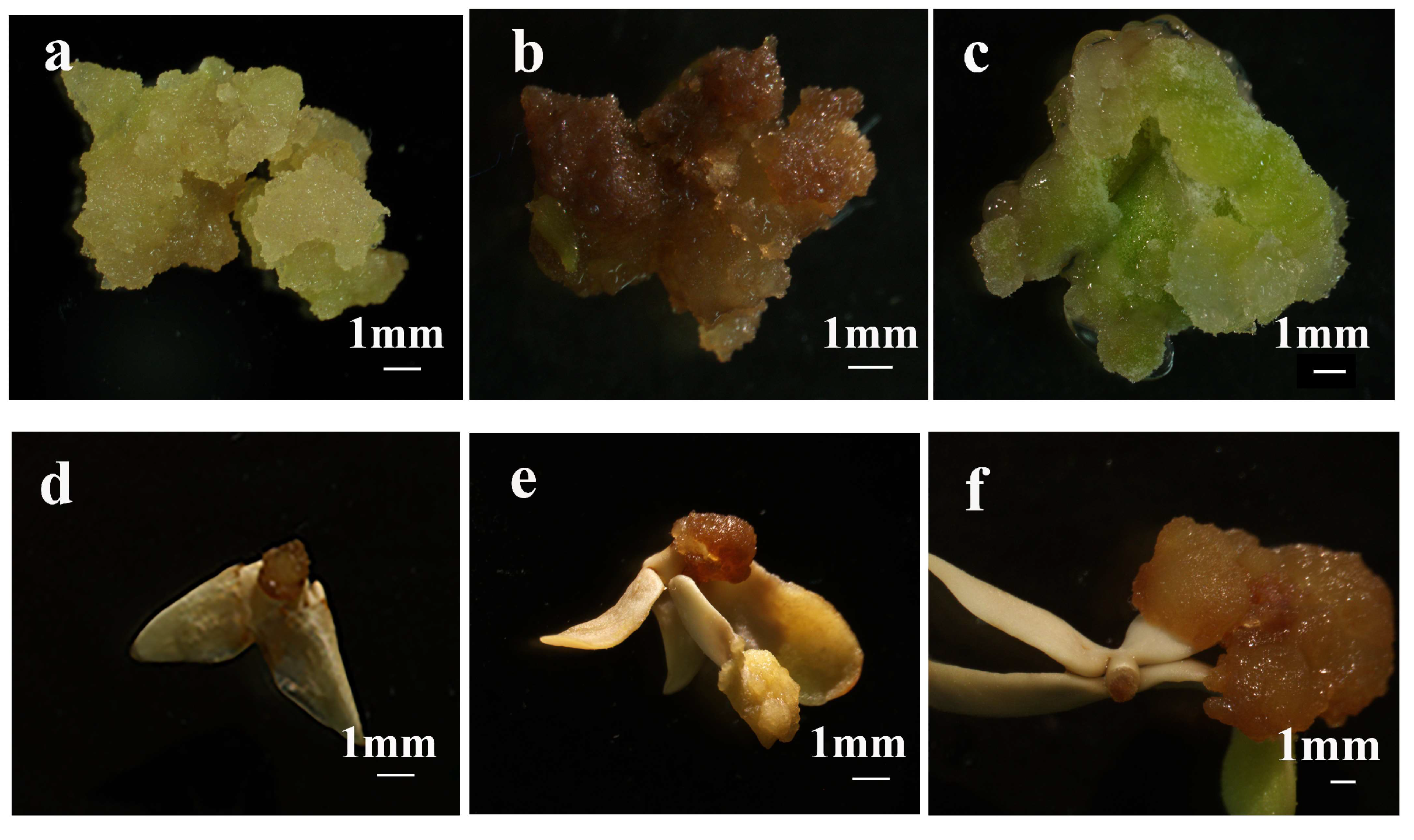 Plants 14 02688 g005