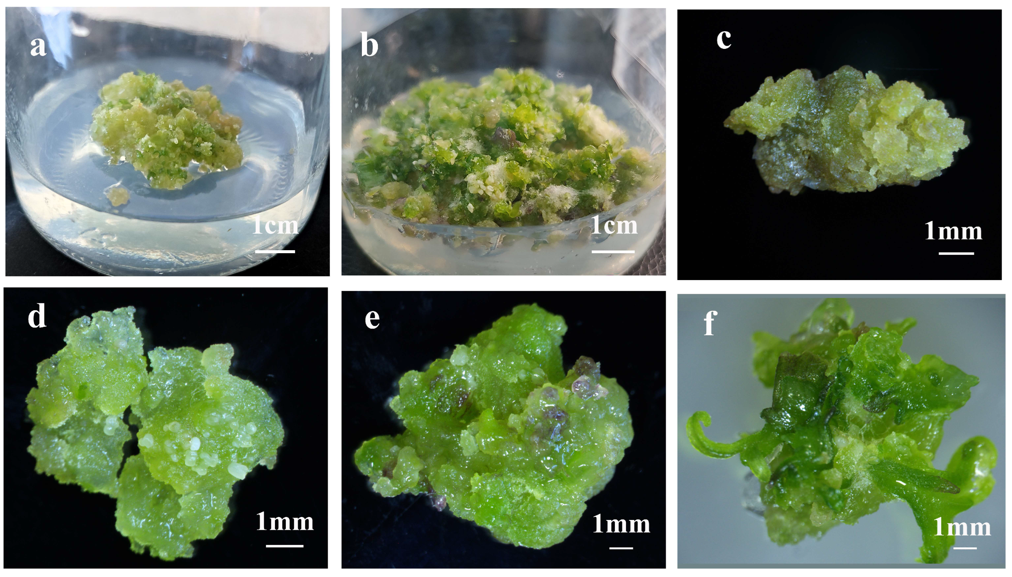 Plants 14 02688 g006