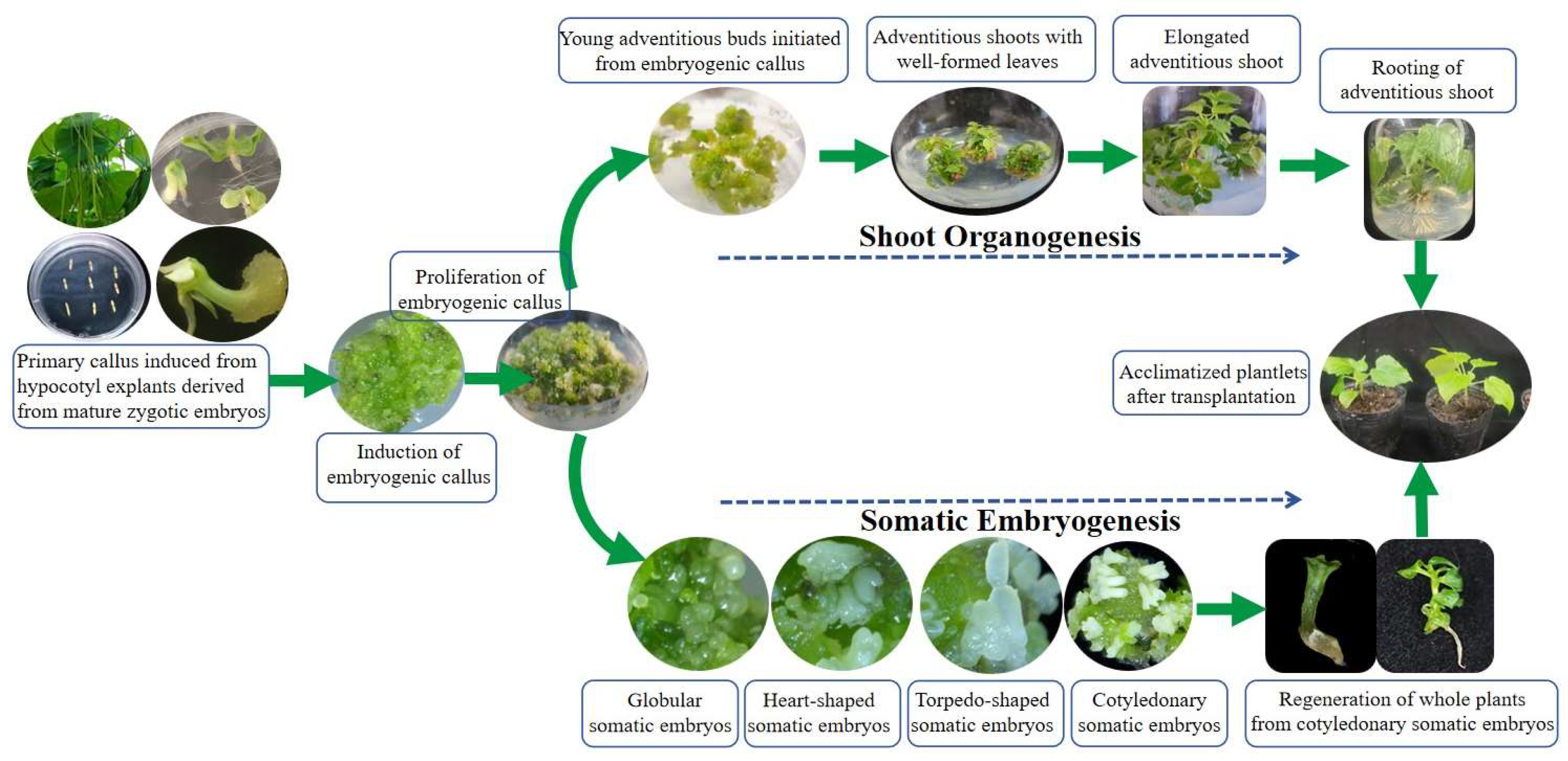 Plants 14 02688 g008