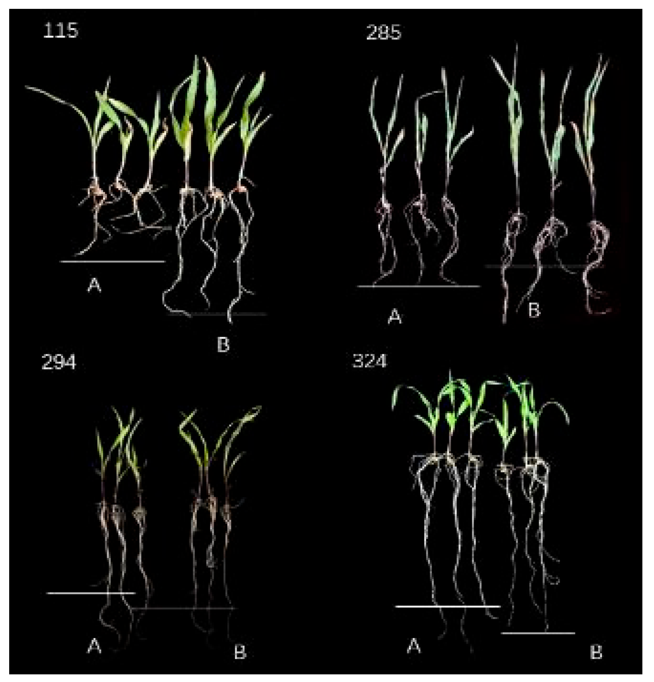 Plants 14 02689 g001 Plants 14 02689 g001