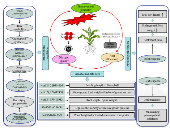 Integrated GWAS and Transcriptome Analysis Reveal the Genetic and Molecular  Basis of Low Nitrogen Tolerance in Maize Seedlings