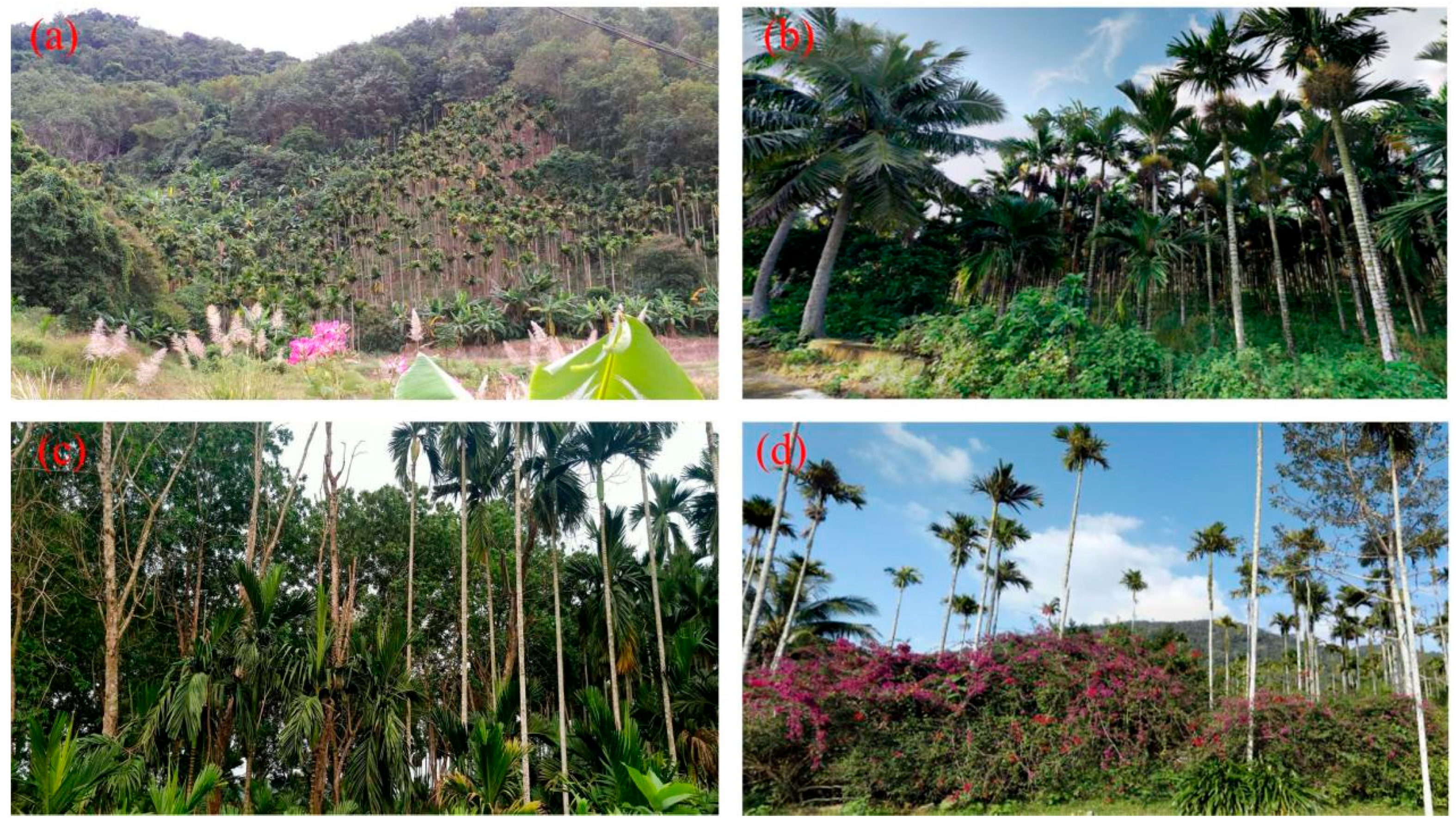 Plants 14 02696 g006