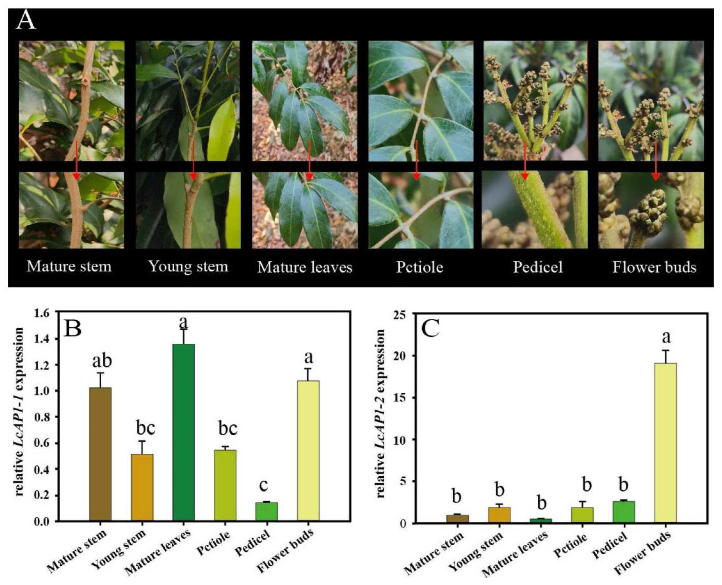 Plants 14 02697 g007