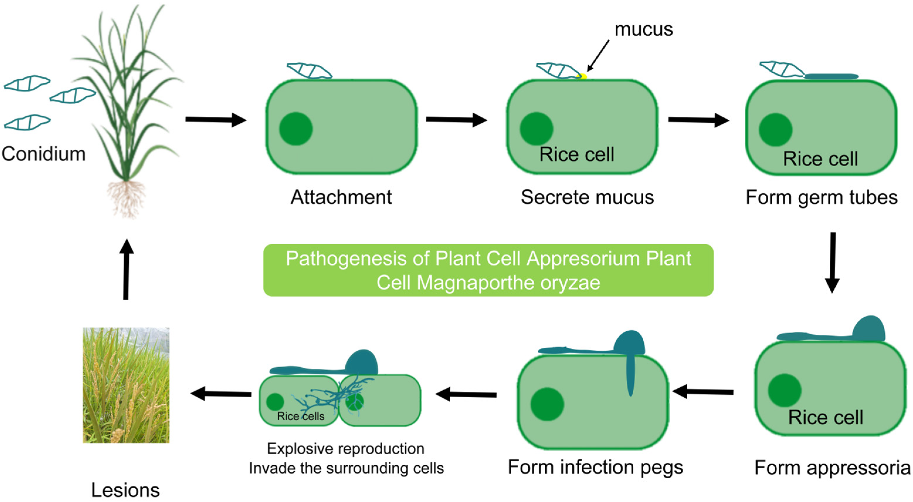 Plants 14 02698 g001
