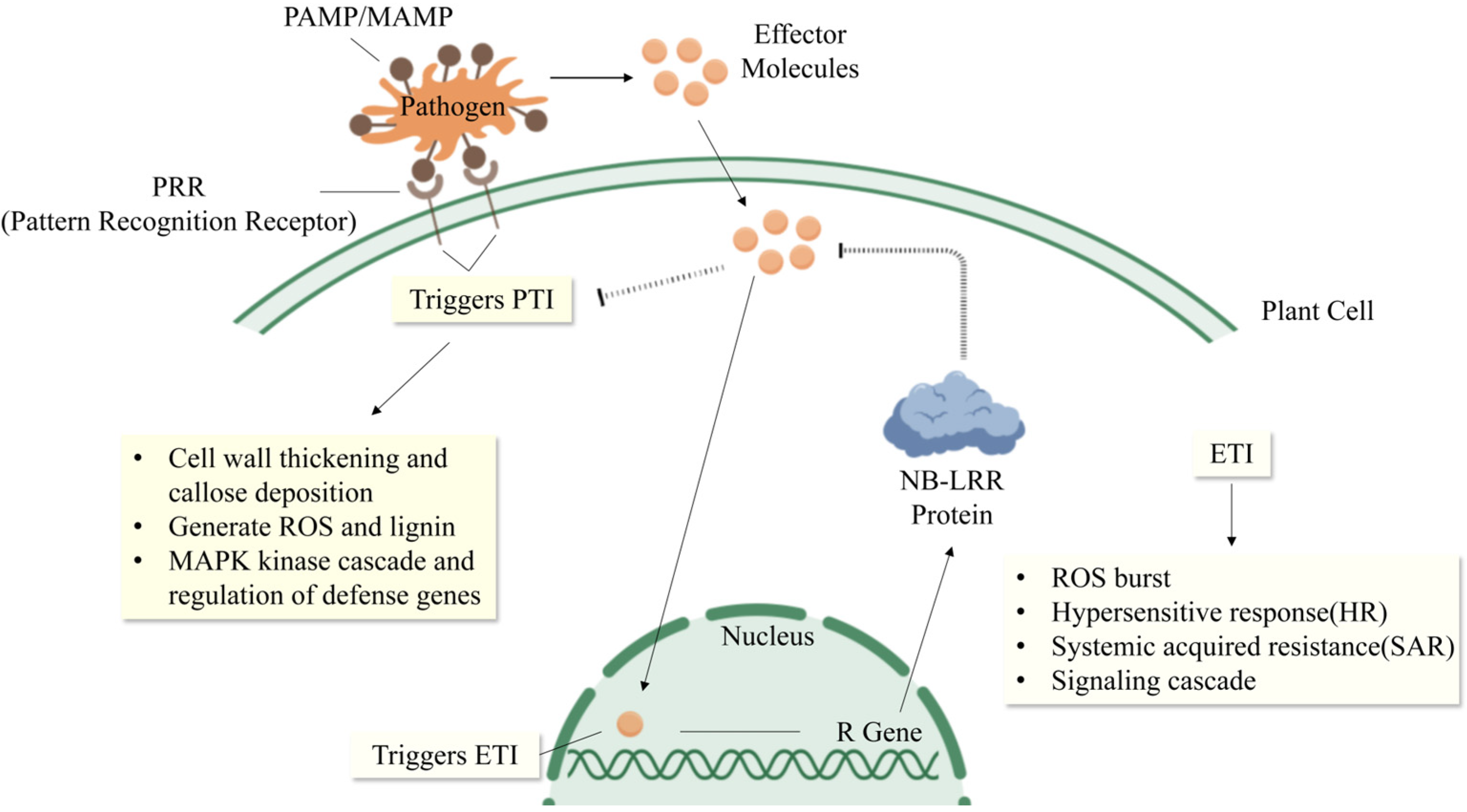 Plants 14 02698 g002