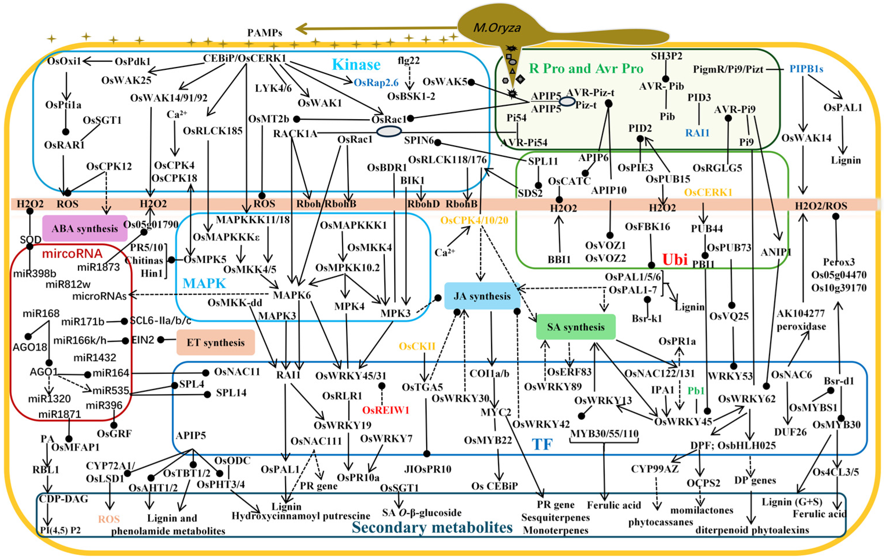 Plants 14 02698 g004