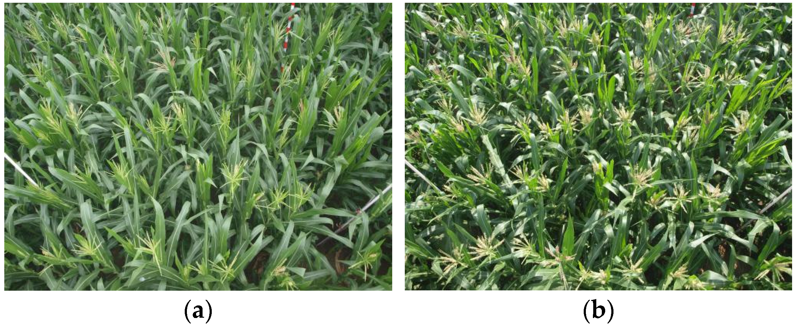 Plants 14 02701 g001