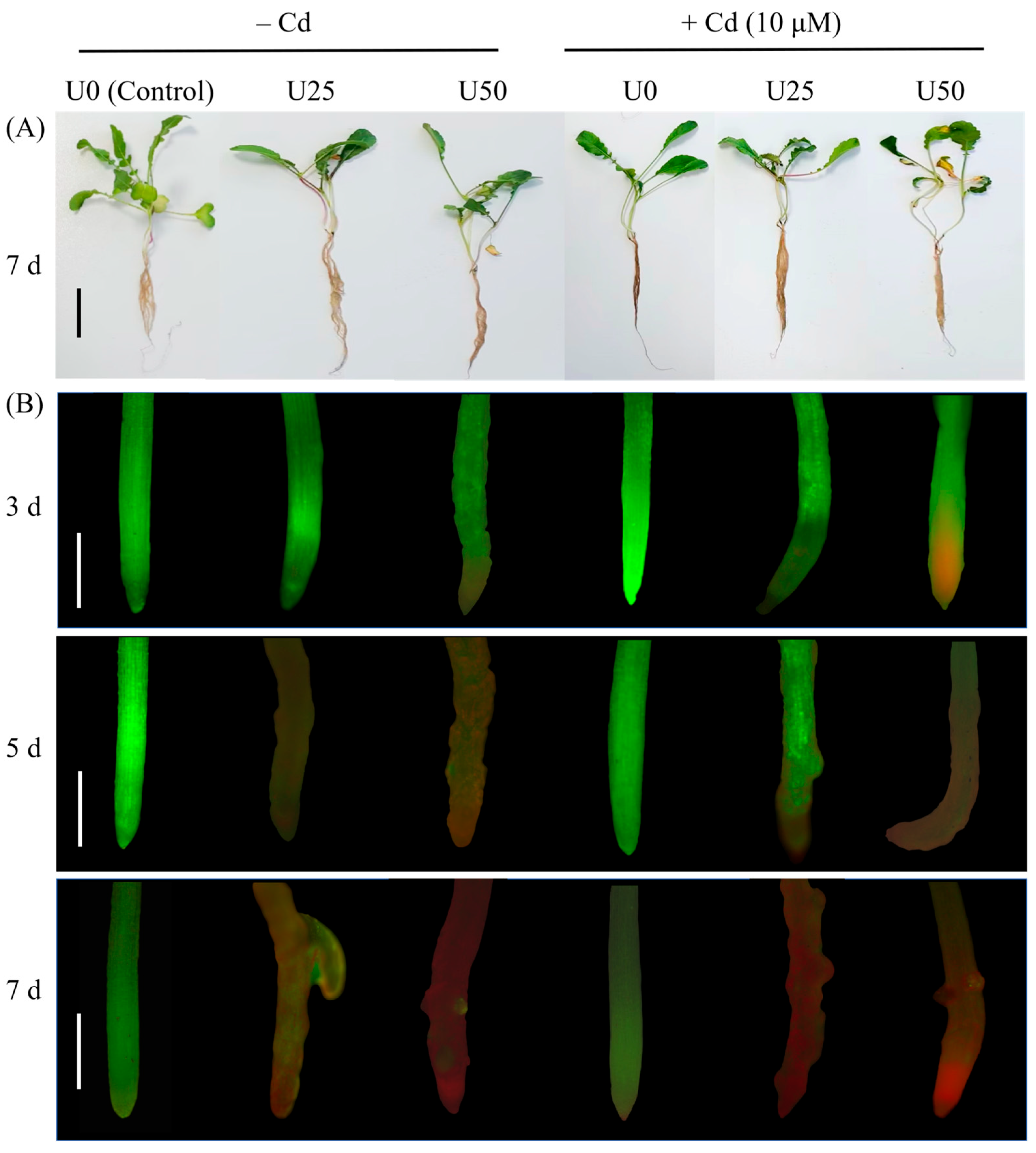 Plants 14 02711 g001