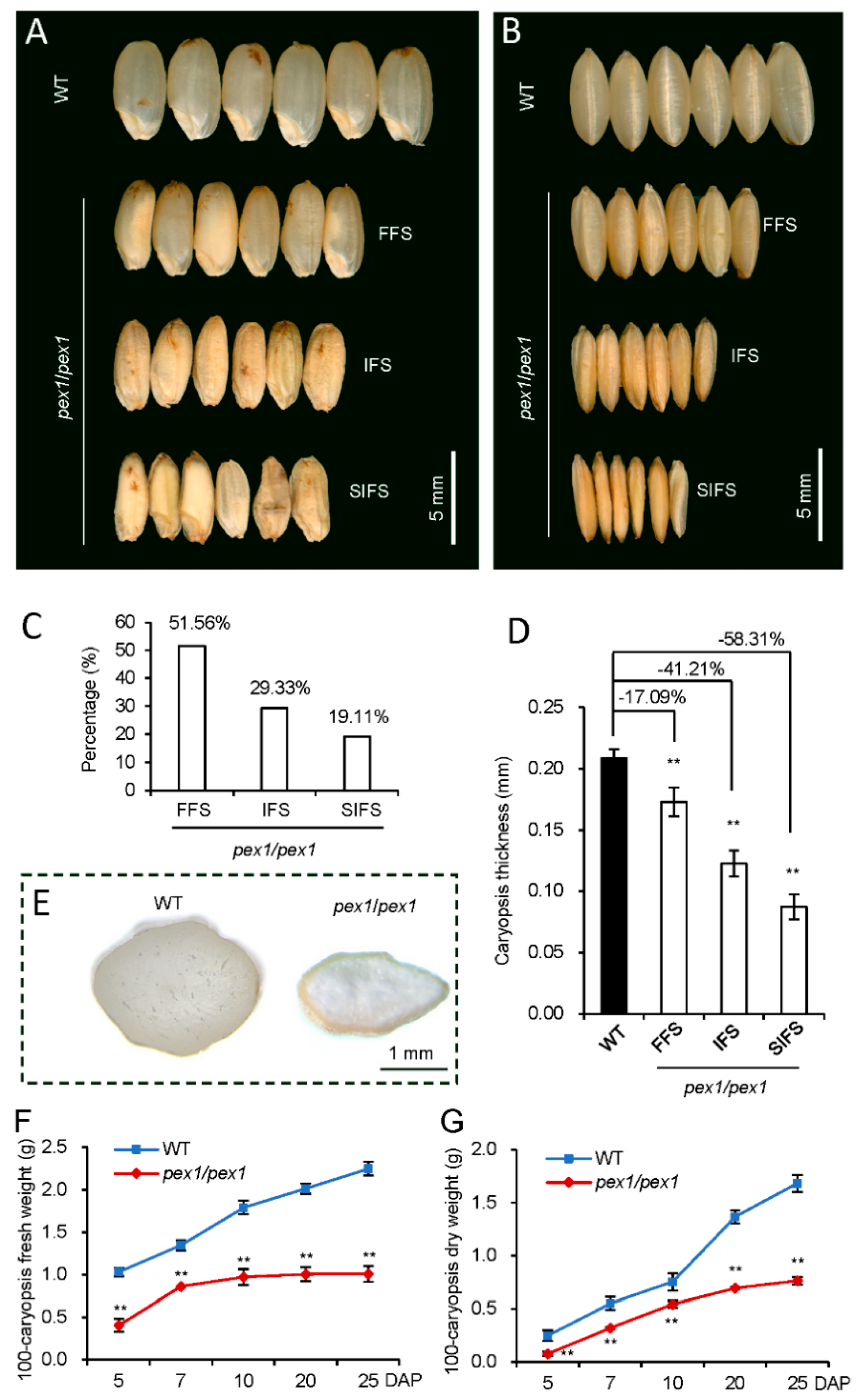 Plants 14 02723 g001